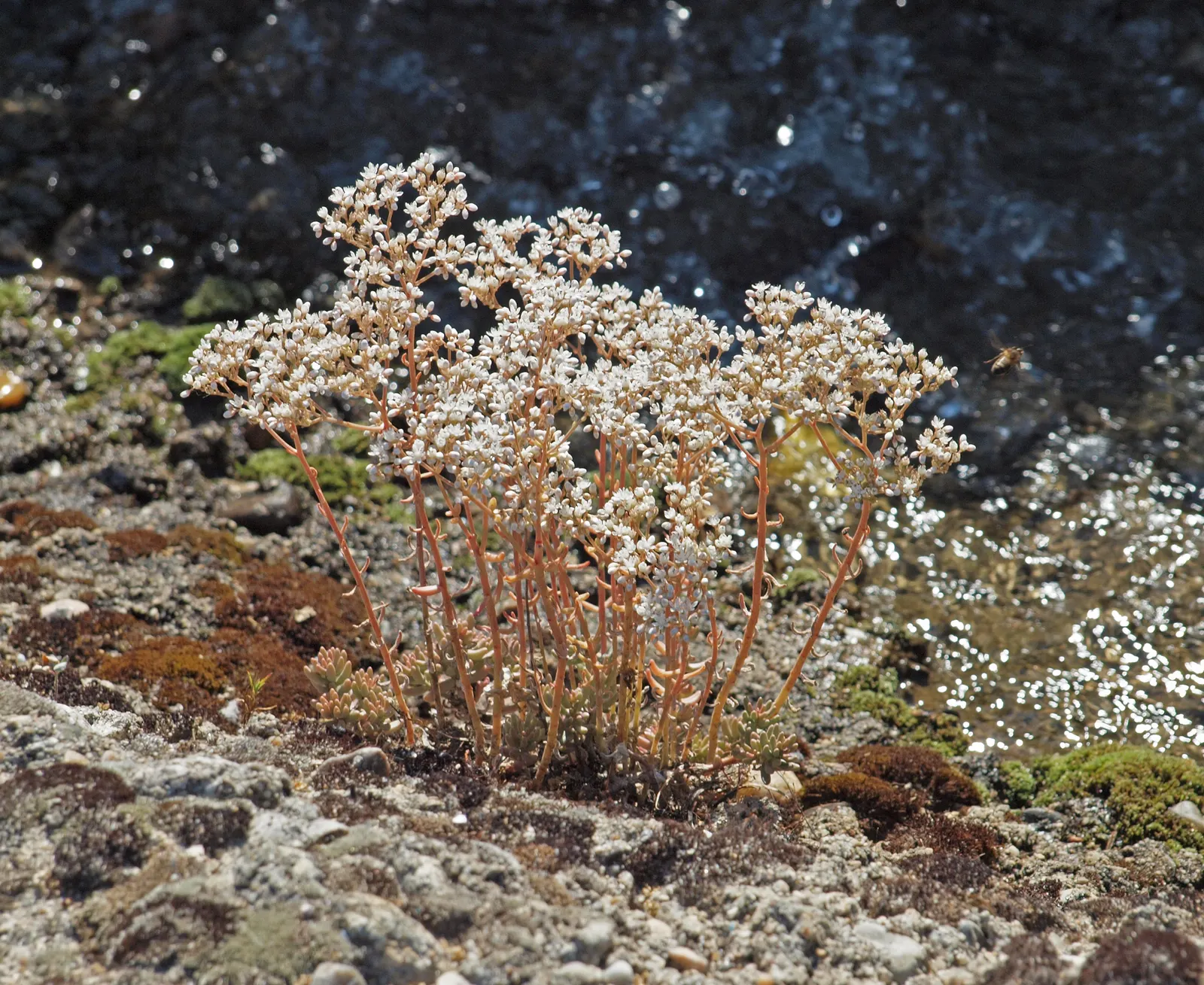 Carpet Stonecrop (Sedum Album) — In summer, clusters of star-shaped, white flowers create a striking contrast; carpet Stonecrop can be used for edging