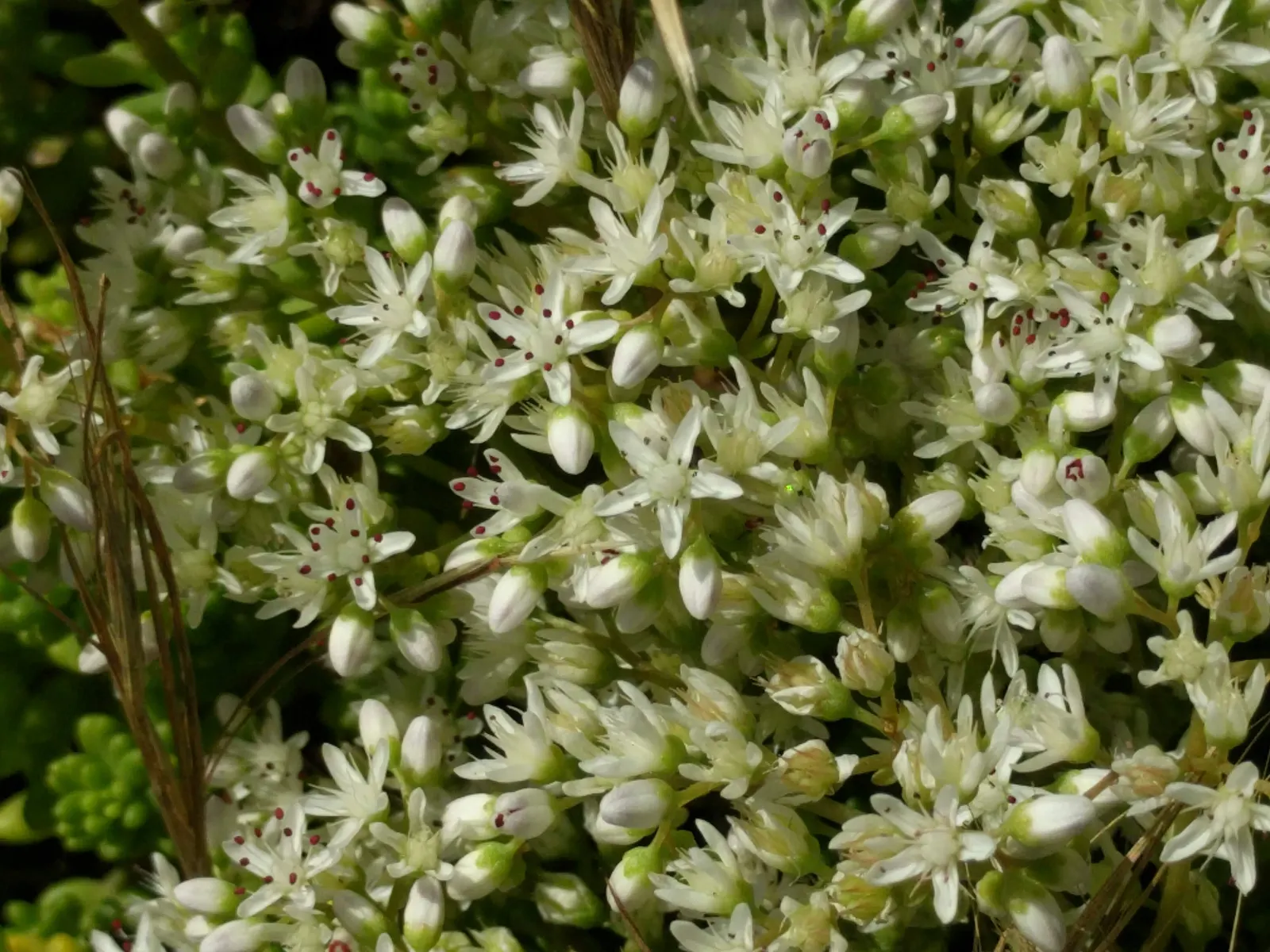 Carpet Stonecrop (Sedum Album) — effectively suppressing weeds and reducing soil moisture evaporation; although it can adapt to most soil types, image 73