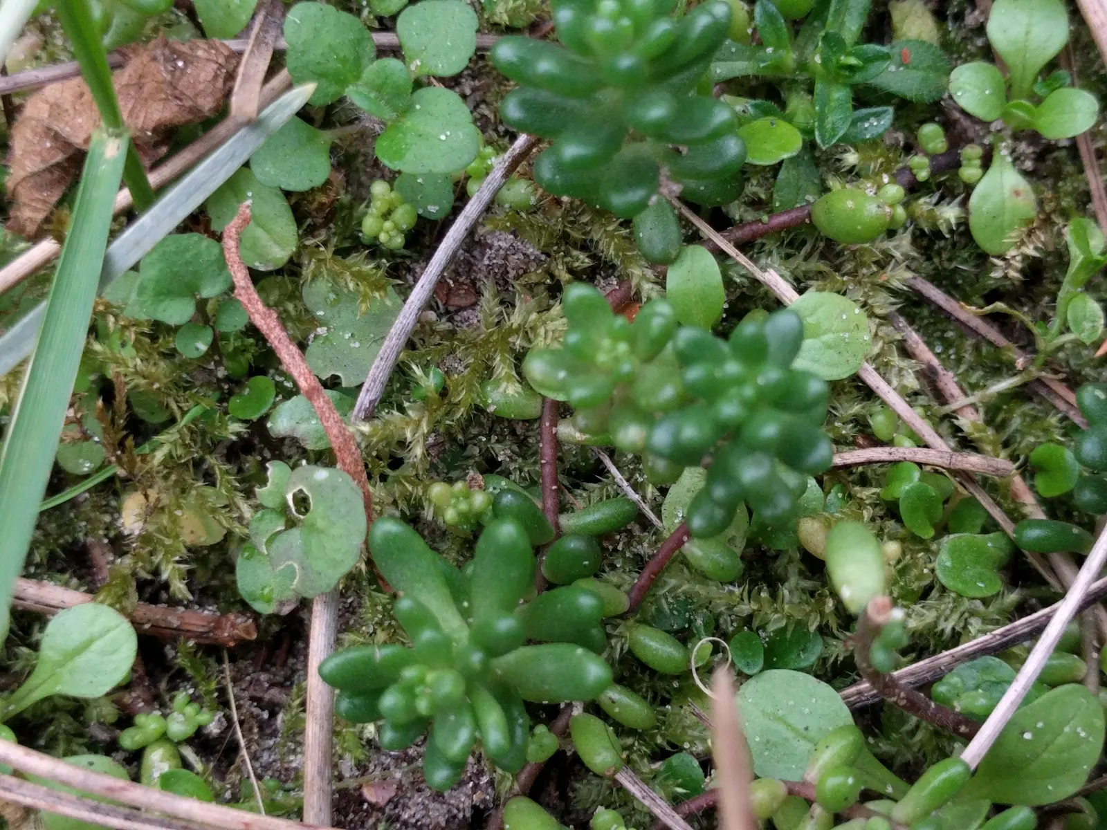 Carpet Stonecrop (Sedum Album) — In summer, clusters of star-shaped, white flowers create a striking contrast; carpet Stonecrop can be used for, image 55