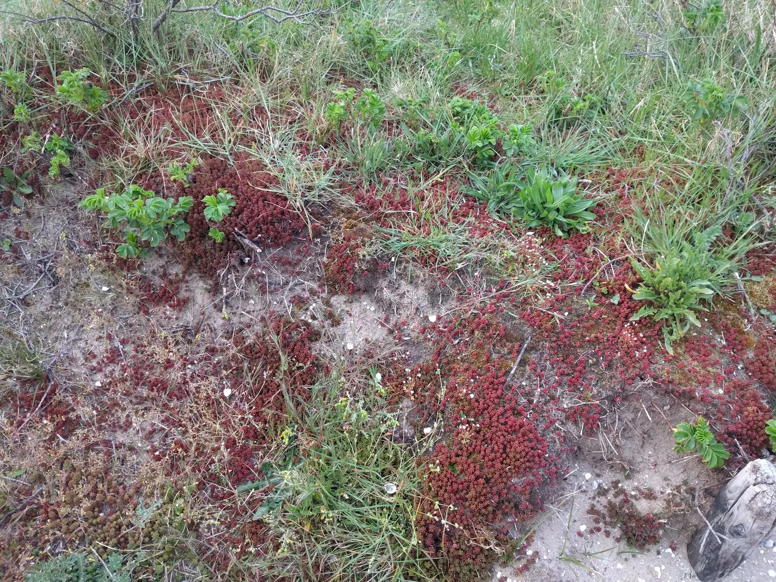 Carpet Stonecrop (Sedum Album) — Carpet Stonecrop can be used for edging; as an accent in containers, image 70