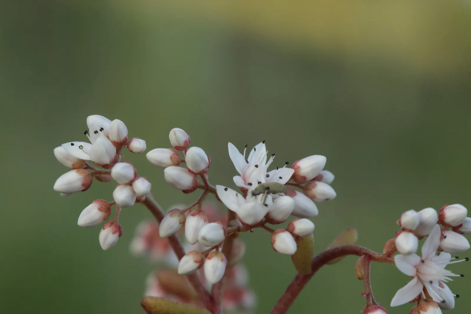 Carpet Stonecrop (Sedum Album) — Its USDA hardiness zones range from 4 to 8, catering to a variety of climatic regions; pink and purple and red, image 67