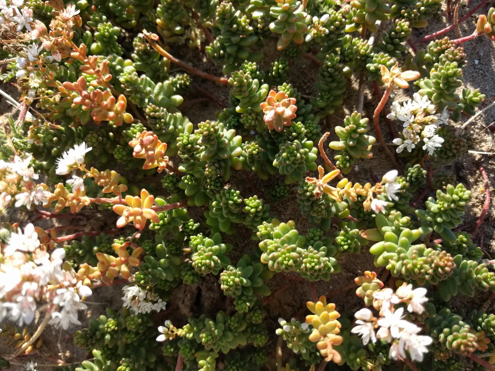 Carpet Stonecrop (Sedum Album) — This plant's trailing habit also makes it suitable for cascading over walls or from hanging baskets; effectively, image 74