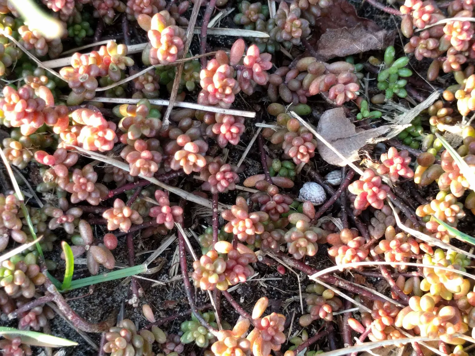 Carpet Stonecrop (Sedum Album) — offering a subtle yet attractive display.<br><br>For optimal growth
