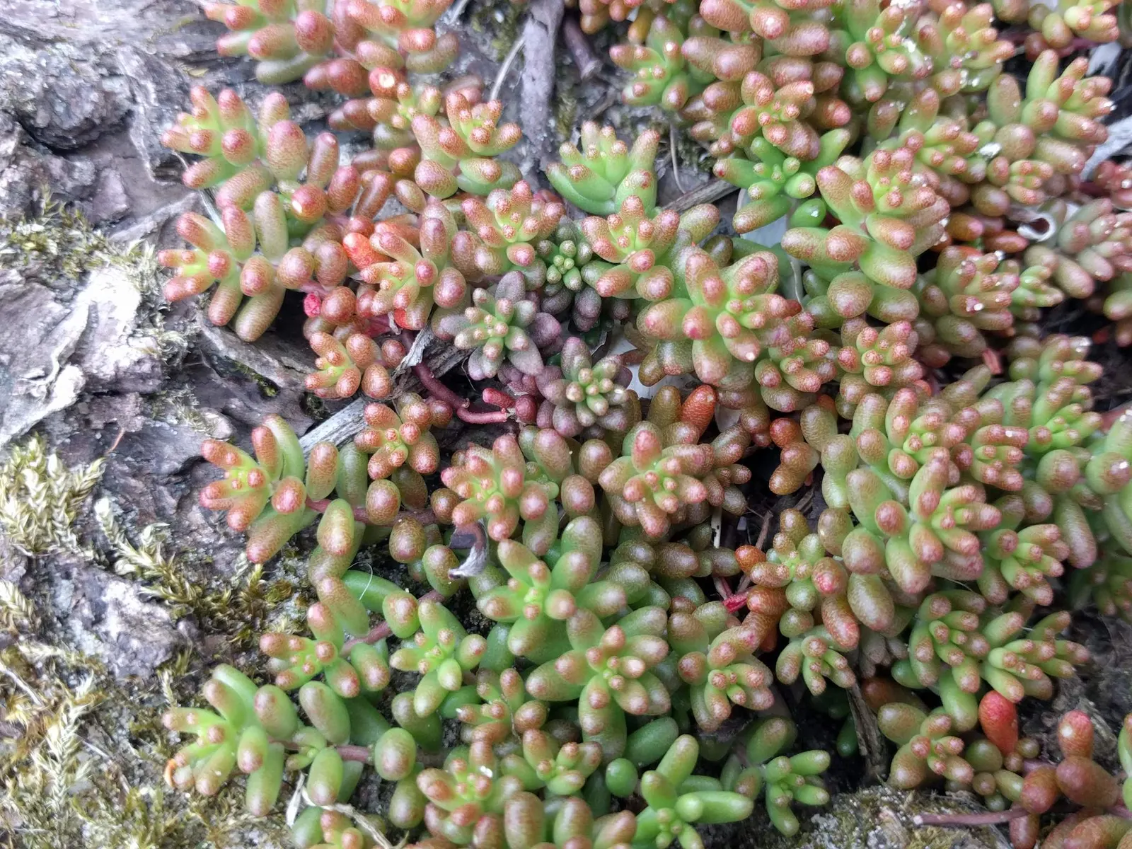 Carpet Stonecrop (Sedum Album) — or as a living mulch under taller plants