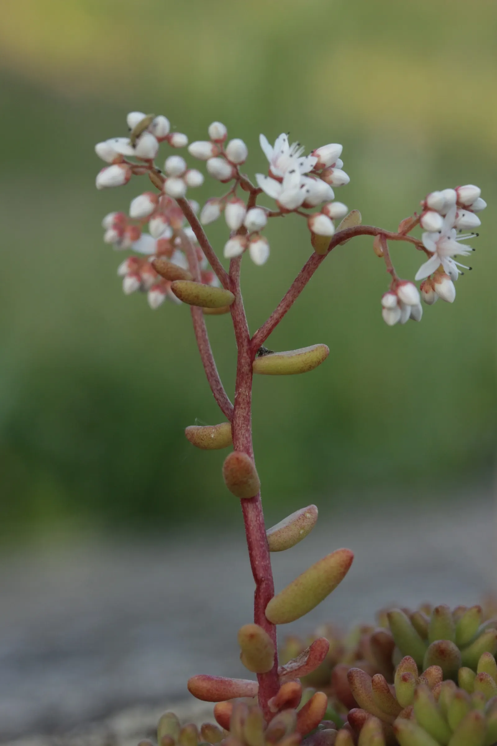 Carpet Stonecrop (Sedum Album) — and well-draining soil ensures optimal growth