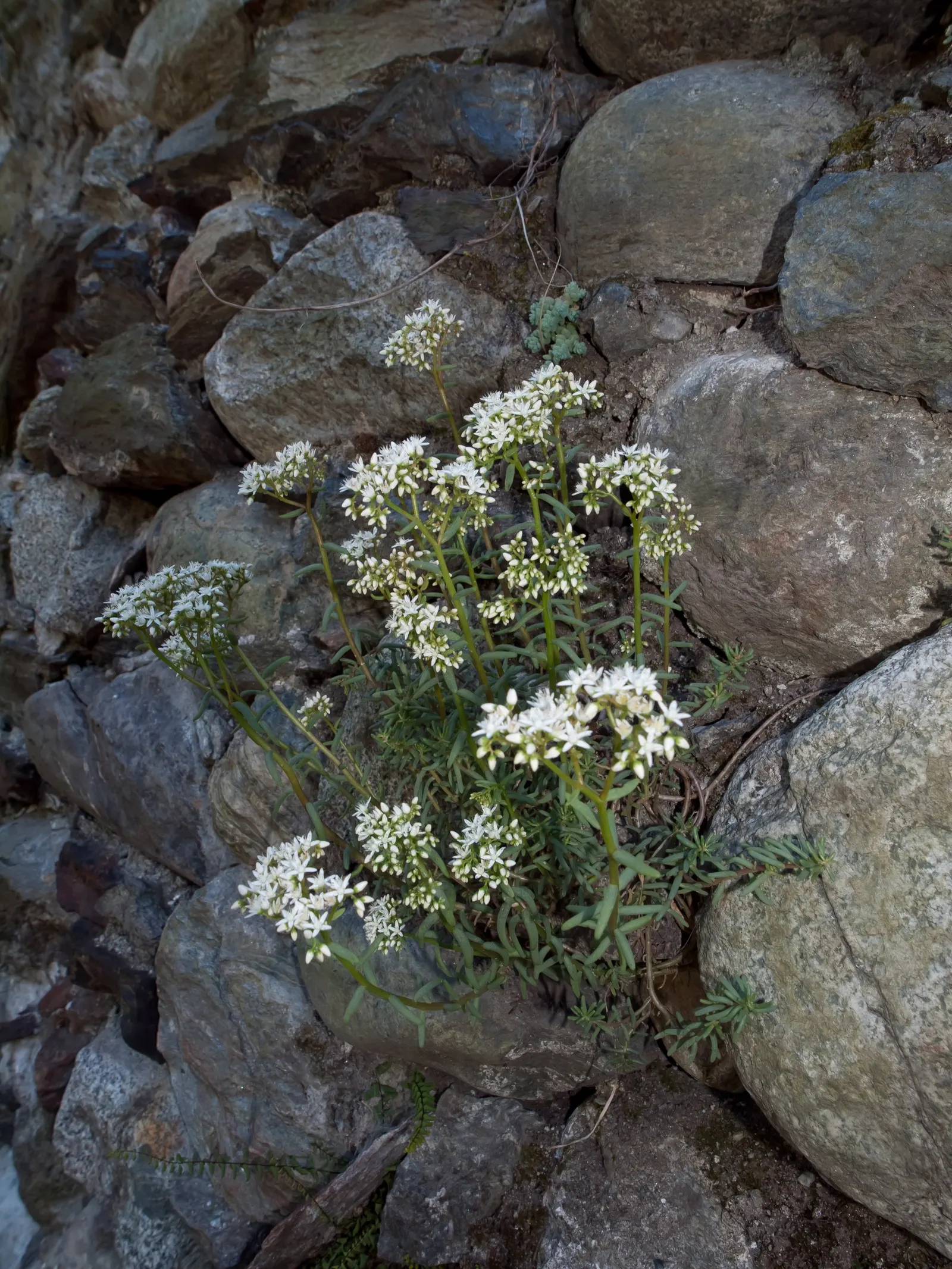 Carpet Stonecrop (Sedum Album) — providing an elegant effect with minimal effort