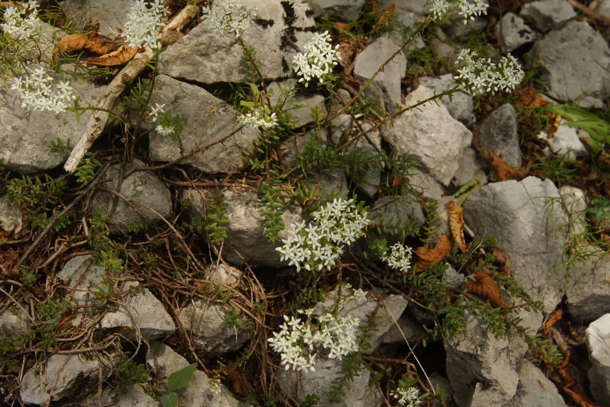 Carpet Stonecrop (Sedum Album) — or as a living mulch under taller plants; evergreen perennial that serves as a versatile and hardy groundcover, image 72