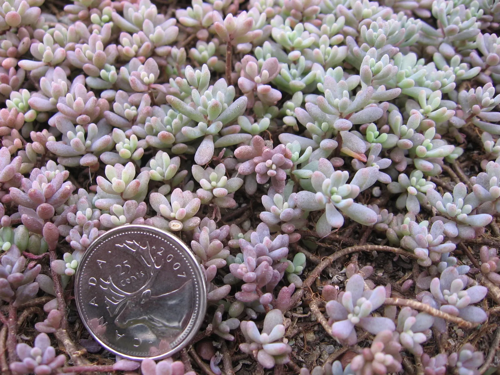 Carpet Stonecrop (Sedum Album) — ground cover / perennial with pink and purple and red blooms; this plant is also known for its resilience against pests and