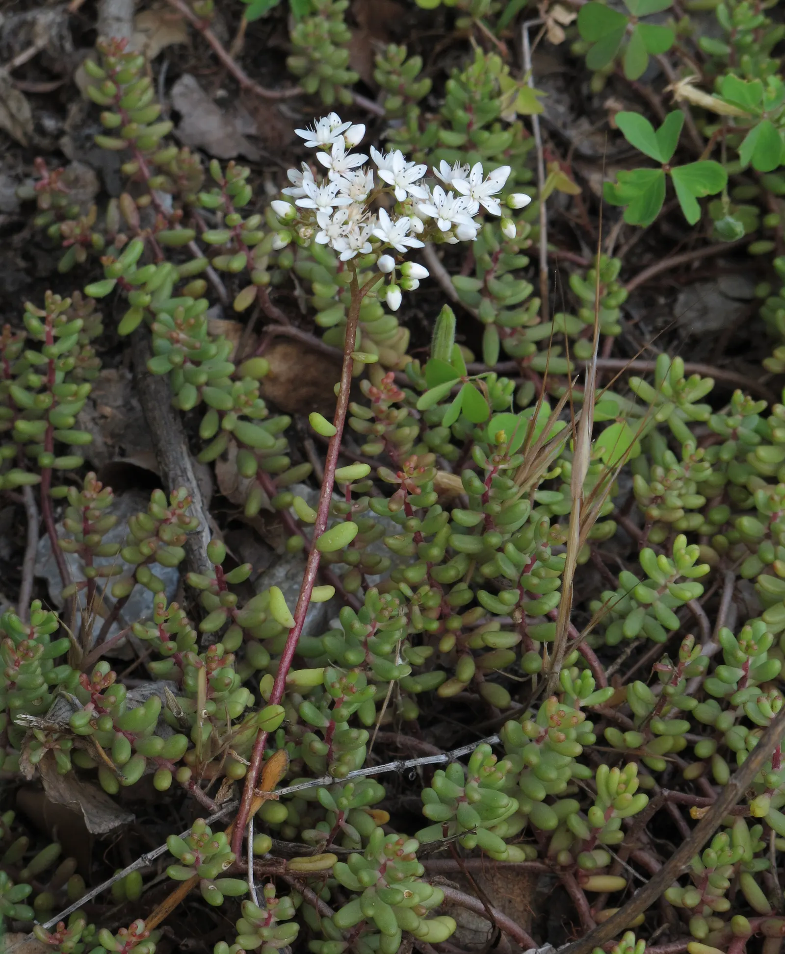 Carpet Stonecrop (Sedum Album) — with a spread of up to 12 to 24 inches