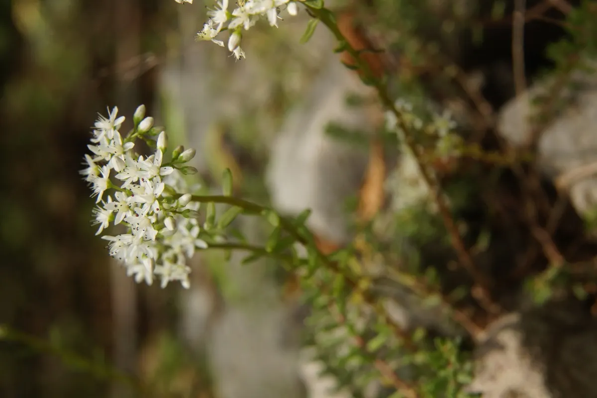 Carpet Stonecrop (Sedum Album) — scientifically known as Sedum album