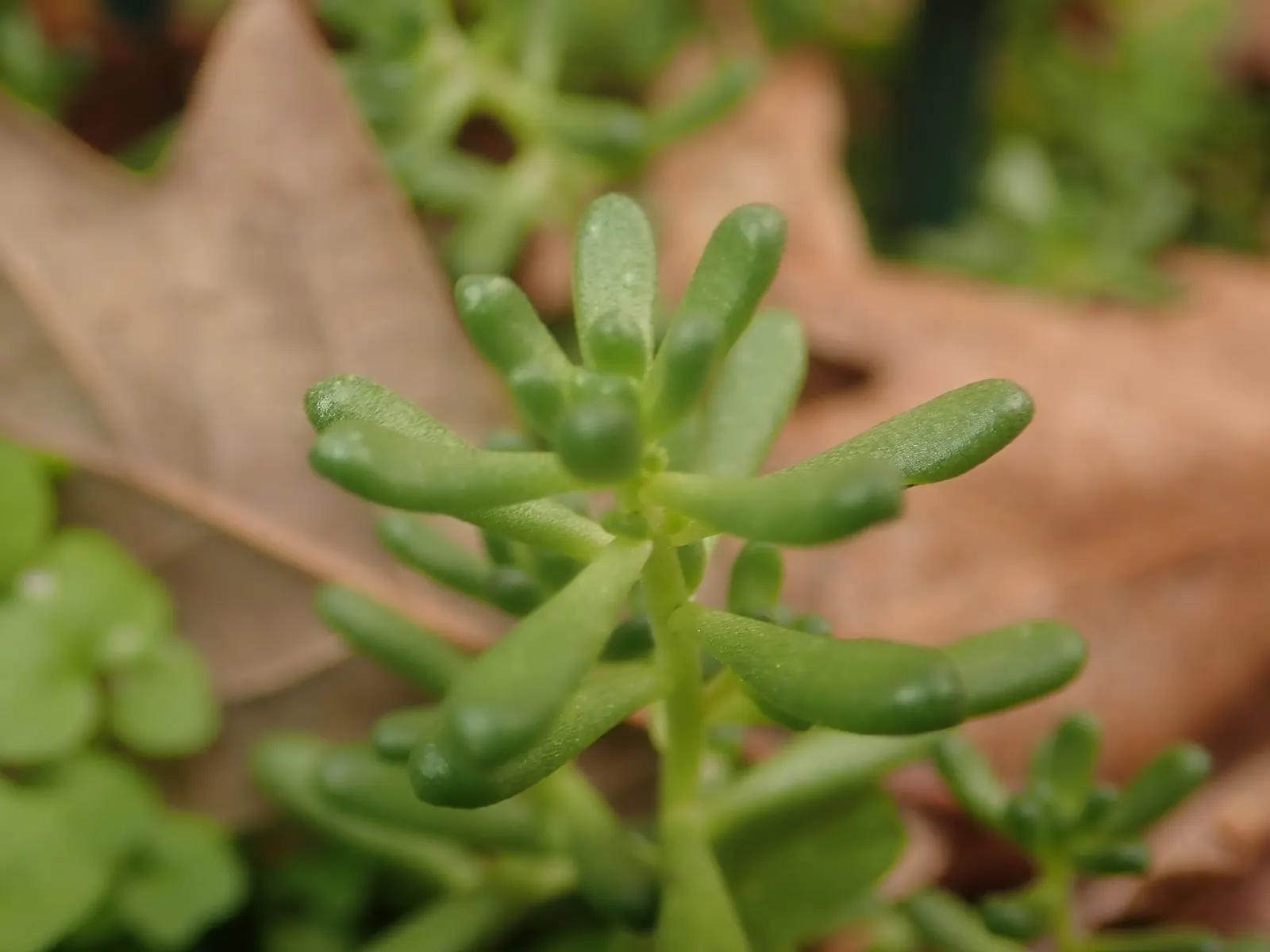Carpet Stonecrop (Sedum Album) — Its plump, white to pale green leaves form dense, spreading mats up to 4 inches tall and 24 inches wide