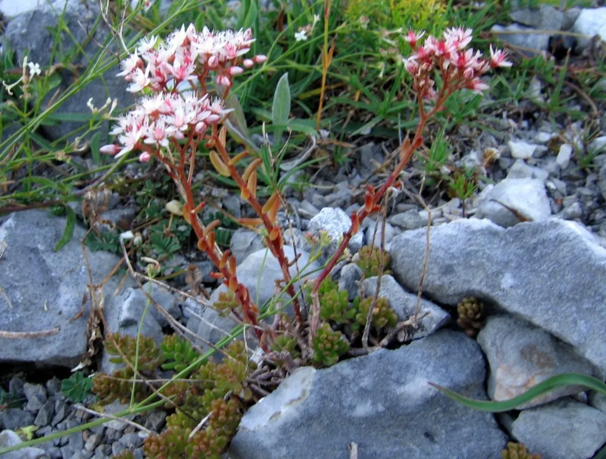 Carpet Stonecrop (Sedum Album) — offering a subtle yet attractive display.<br><br>For optimal growth; with a spread of up to 12 to 24 inches, image 65