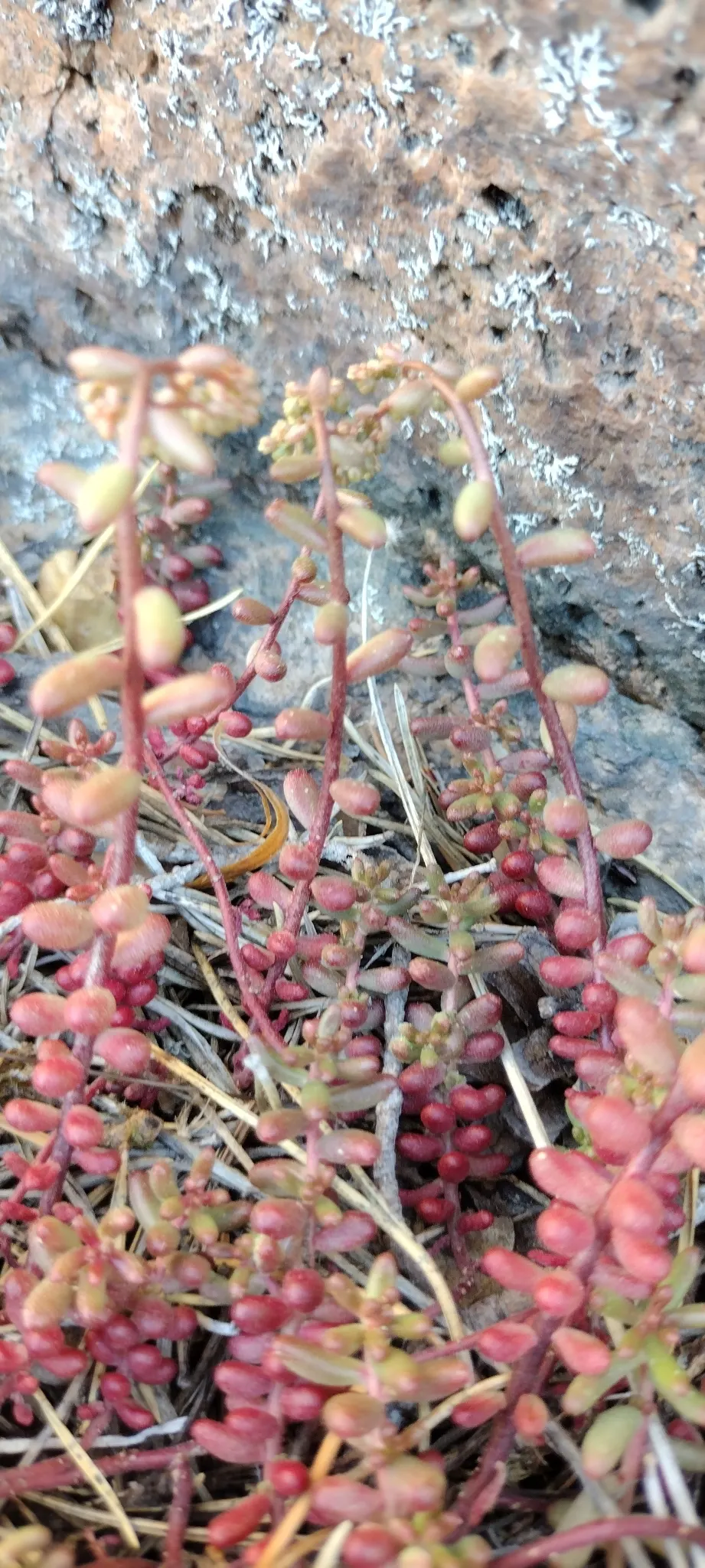 Carpet Stonecrop (Sedum Album) — with a spread of up to 12 to 24 inches; its USDA hardiness zones range from 4 to 8, catering to a variety of climatic regions
