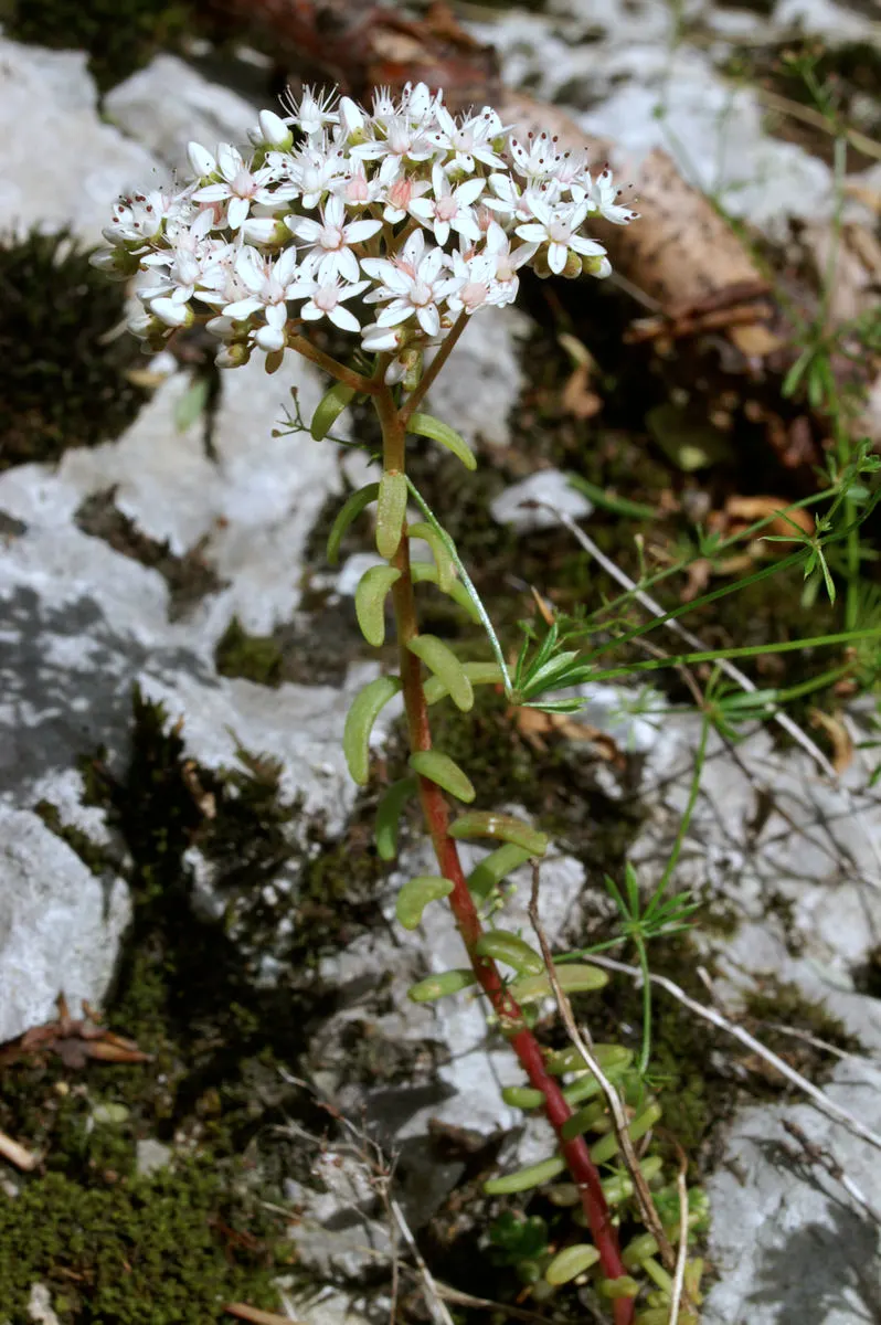 Carpet Stonecrop (Sedum Album) — evergreen perennial that serves as a versatile and hardy groundcover; or as a living mulch under taller plants, image 59