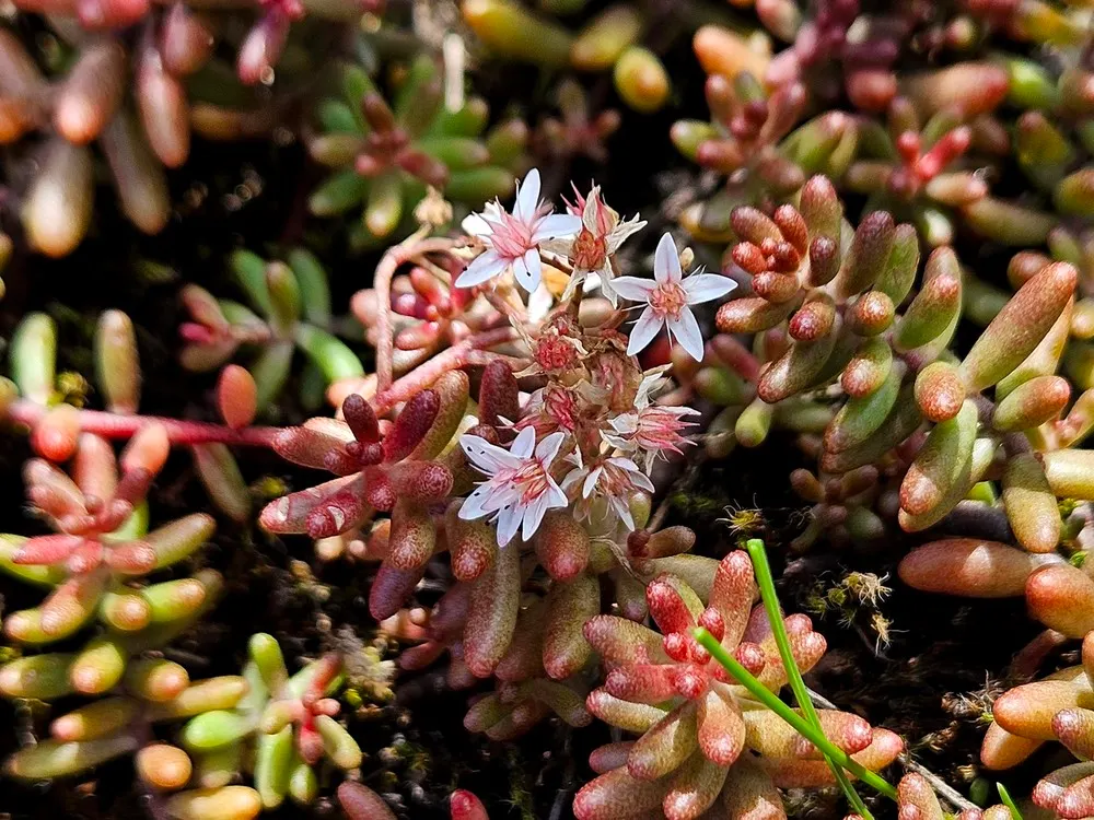 Carpet Stonecrop (Sedum Album) — Carpet Stonecrop can be used for edging; as an accent in containers