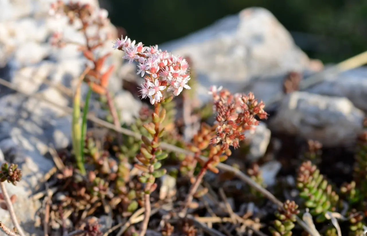 Carpet Stonecrop (Sedum Album) — This plant is also known for its resilience against pests and diseases