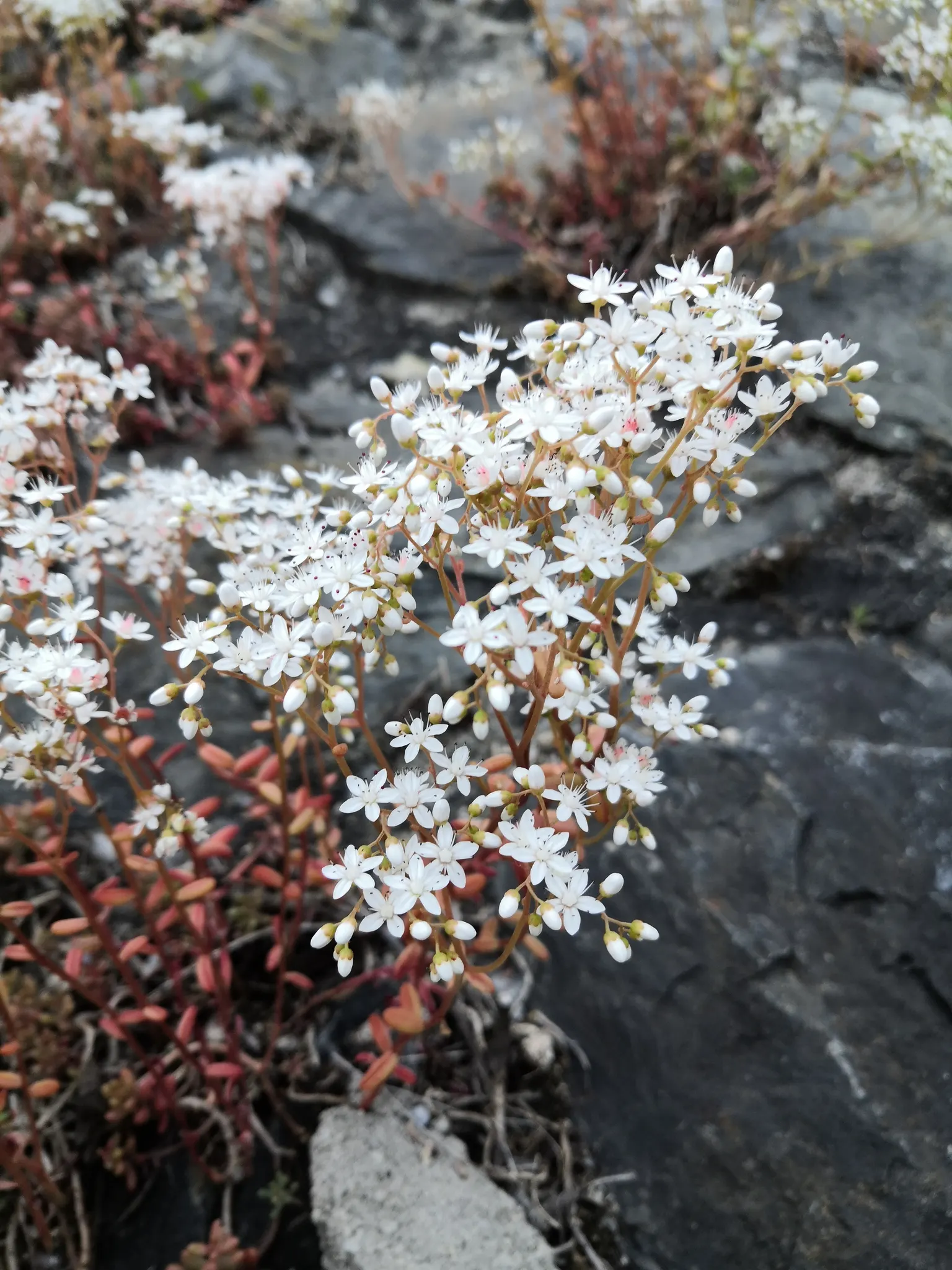 Carpet Stonecrop (Sedum Album) — Its plump, white to pale green leaves form dense, spreading mats up to 4 inches tall and 24 inches wide; in the summer, its