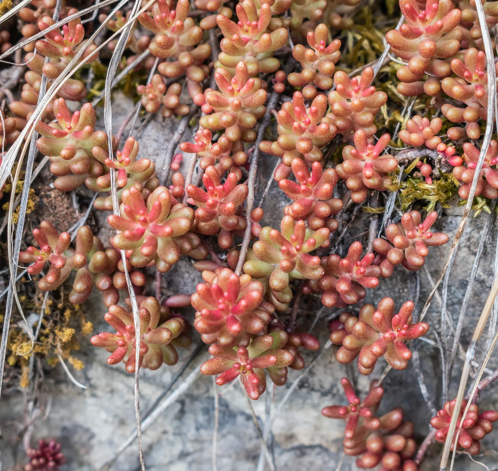 Carpet Stonecrop (Sedum Album) — it's drought-tolerant once established
