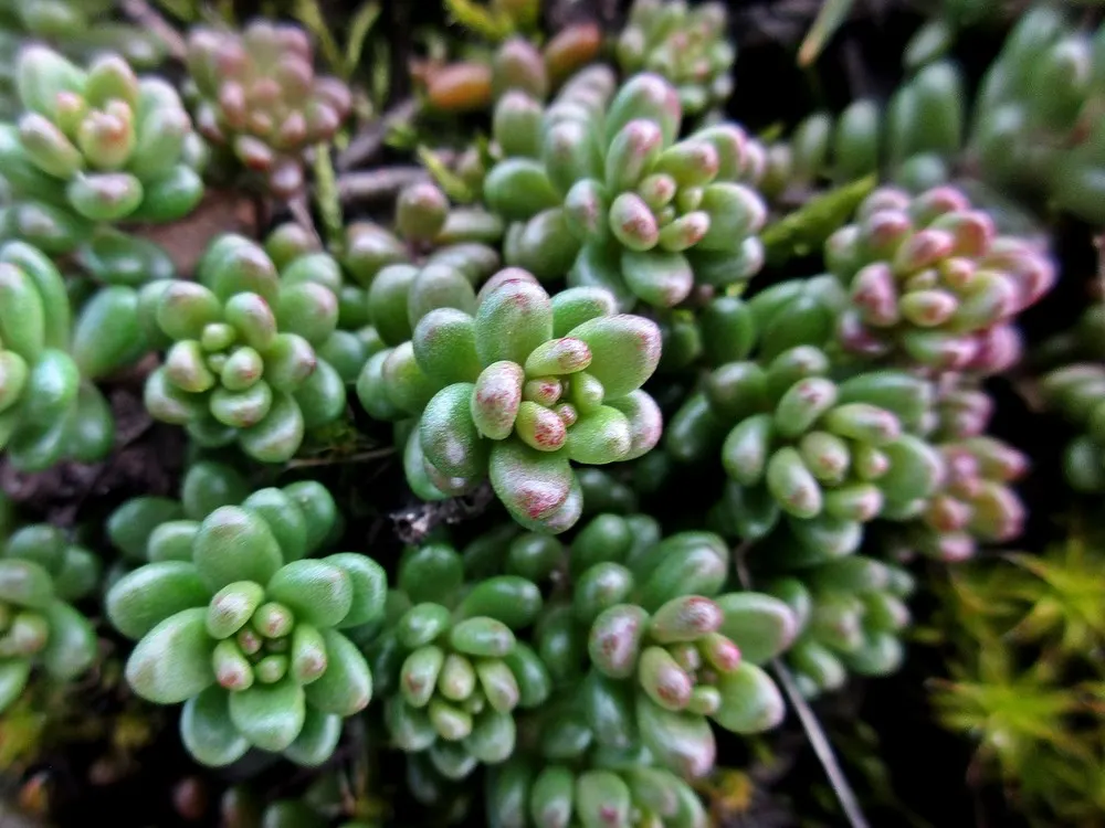 Carpet Stonecrop (Sedum Album) — ground cover / perennial for full or half