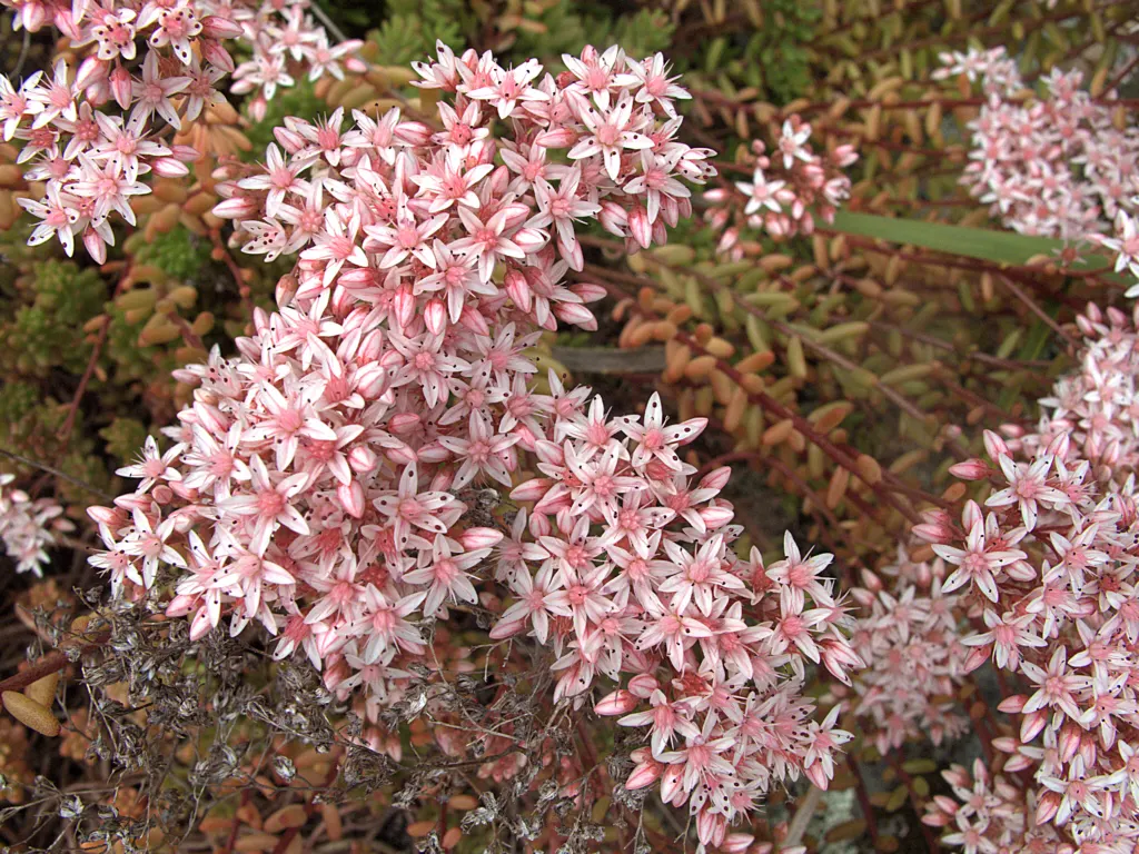 Carpet Stonecrop (Sedum Album) — as an accent in containers