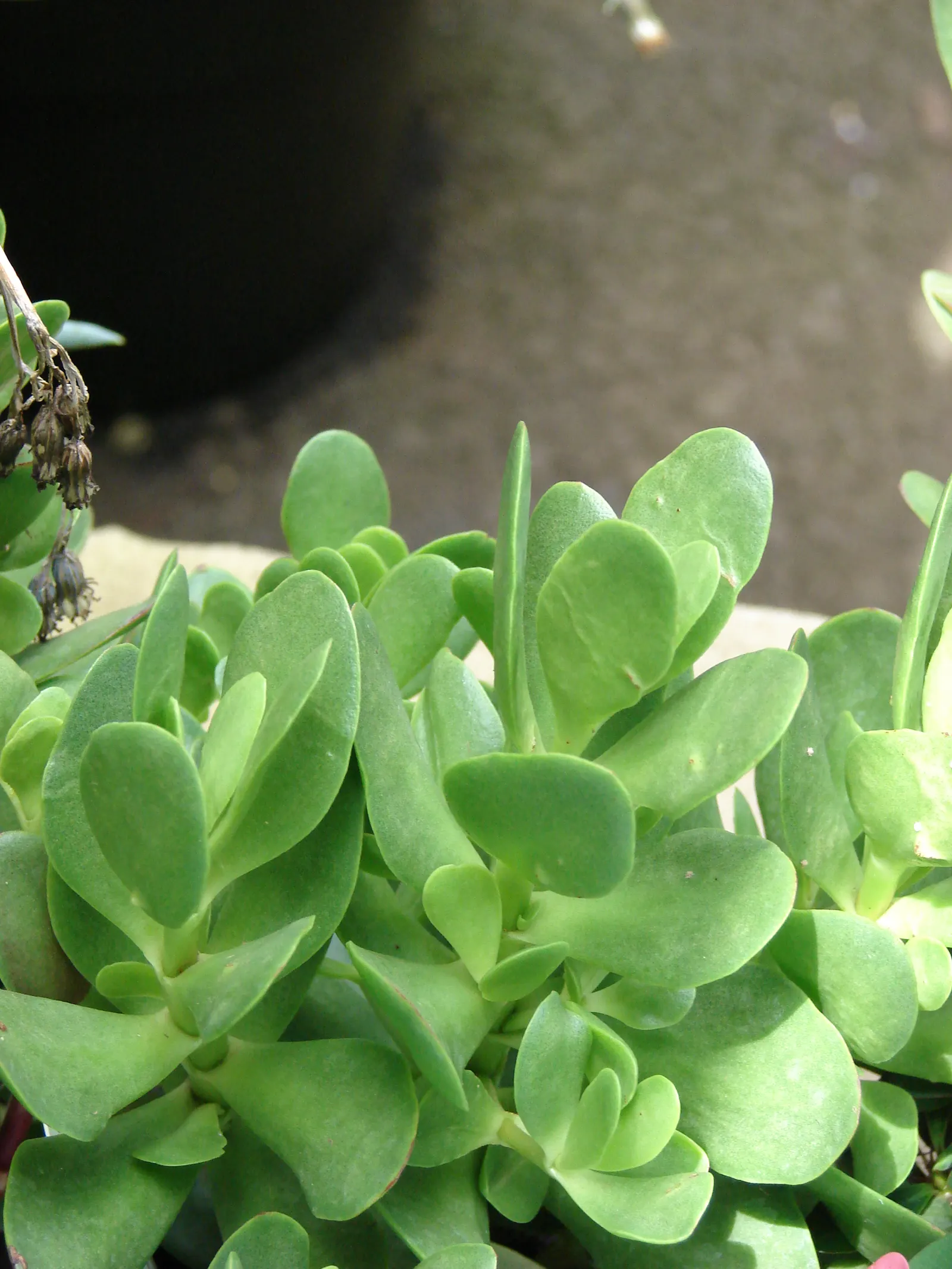 Carpet Stonecrop (Sedum Album) — evergreen perennial that serves as a versatile and hardy groundcover; or as a living mulch under taller plants