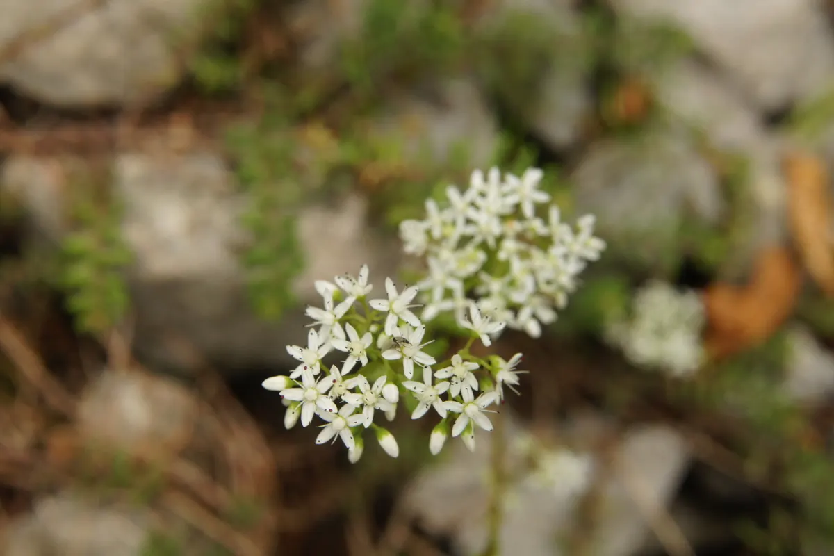 Carpet Stonecrop (Sedum Album) — ground cover / perennial with pink and purple and red blooms; this plant is also known for its resilience against, image 77