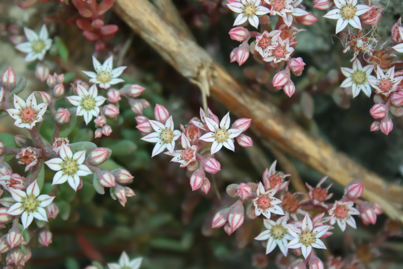 Carpet Stonecrop (Sedum Album) — This plant's trailing habit also makes it suitable for cascading over walls or from hanging baskets; effectively suppressing