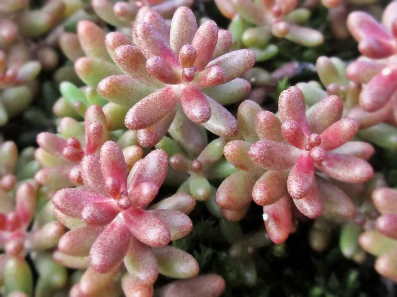 Carpet Stonecrop (Sedum Album) — offering a subtle yet attractive display.<br><br>For optimal growth; with a spread of up to 12 to 24 inches