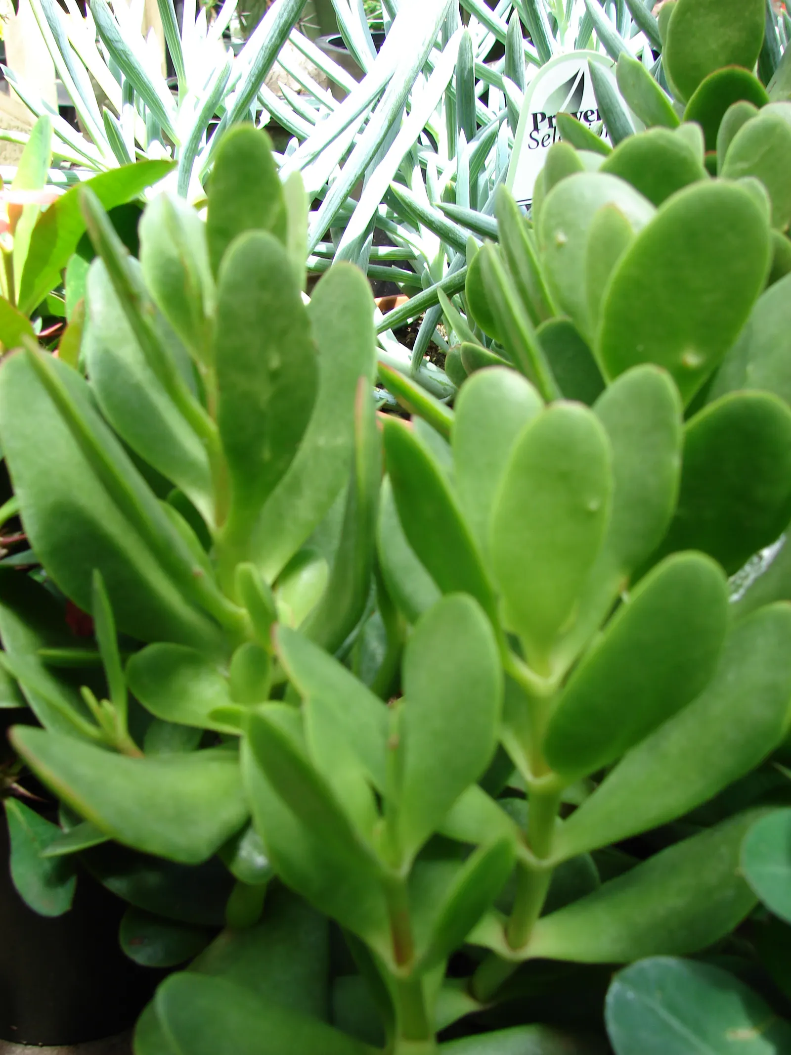Carpet Stonecrop (Sedum Album) — Carpet Stonecrop (Sedum album) is a low-growing, evergreen perennial succulent, thriving in USDA zones 4-9; it's, image 53
