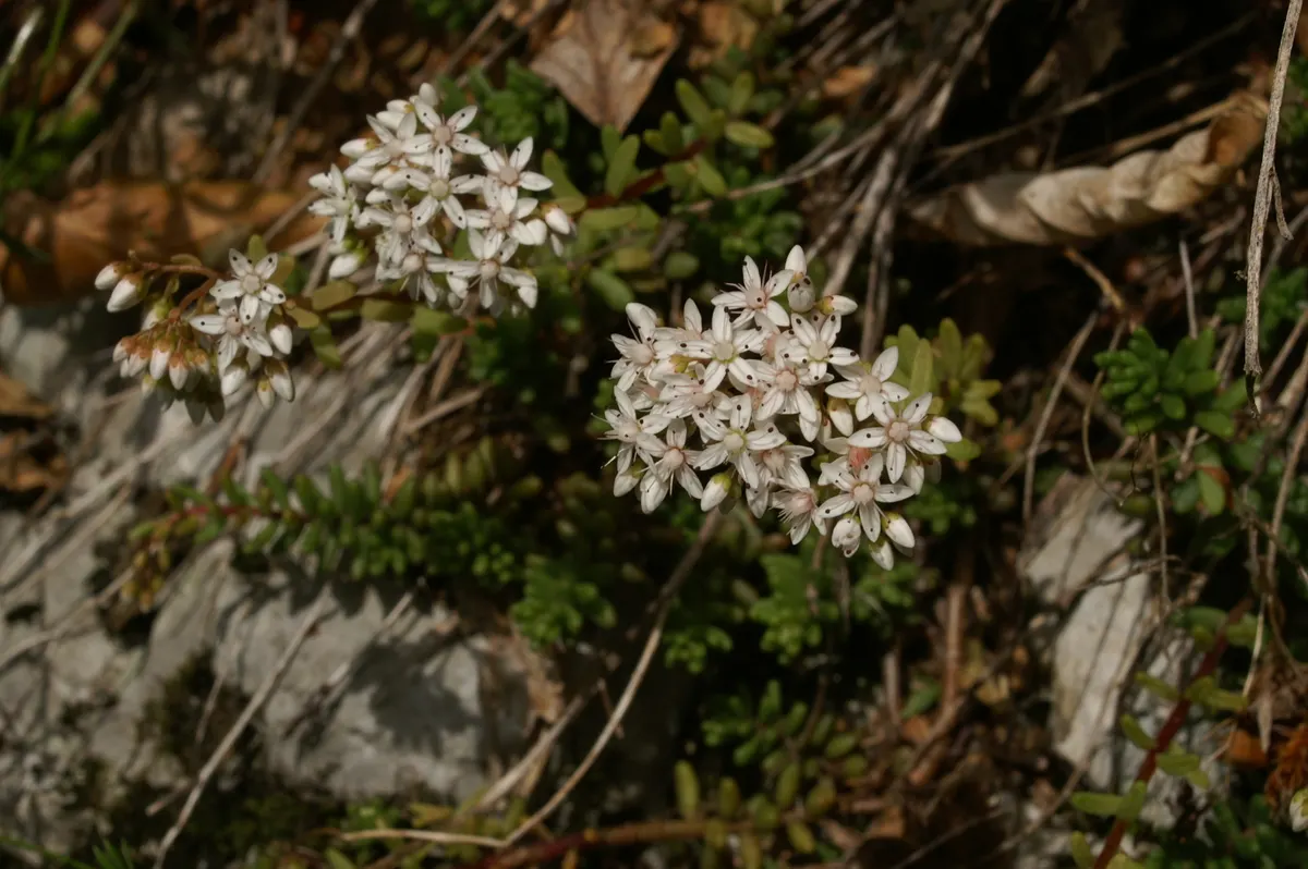 Carpet Stonecrop (Sedum Album) — This plant is also known for its resilience against pests and diseases; and well-draining soil ensures optimal, image 68