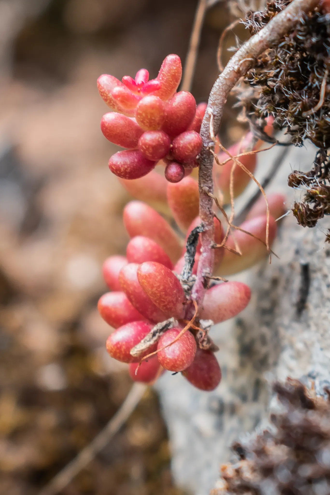 Carpet Stonecrop (Sedum Album) — and well-draining soil ensures optimal growth; scientifically known as Sedum album