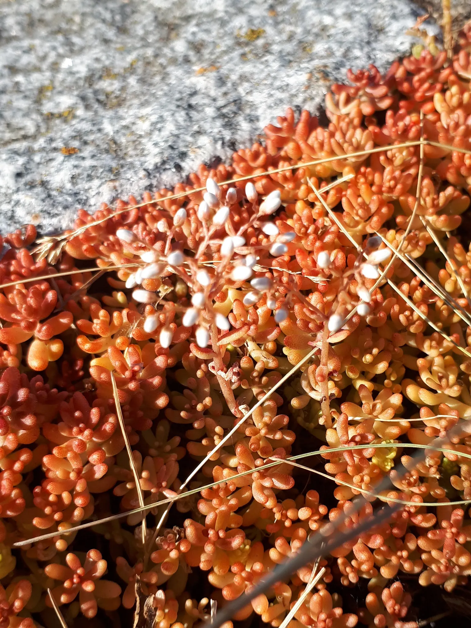 Carpet Stonecrop (Sedum Album) — This plant's trailing habit also makes it suitable for cascading over walls or from hanging baskets