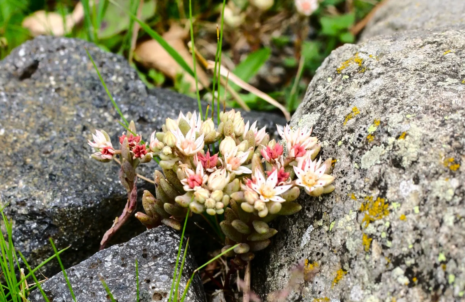 Carpet Stonecrop (Sedum Album) — white flowers from late spring to mid-summer; in summer, clusters of star-shaped, white flowers create a striking, image 64