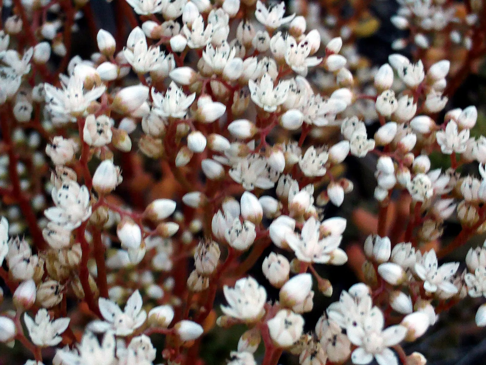 Carpet Stonecrop (Sedum Album) — scientifically known as Sedum album; offering a subtle yet attractive display.<br><br>For optimal growth