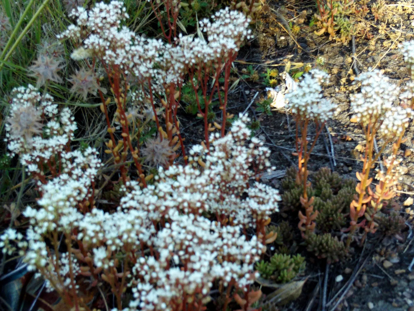 Carpet Stonecrop (Sedum Album) — Carpet Stonecrop (Sedum album) is a low-growing, evergreen perennial succulent, thriving in USDA zones 4-9; it's, image 79