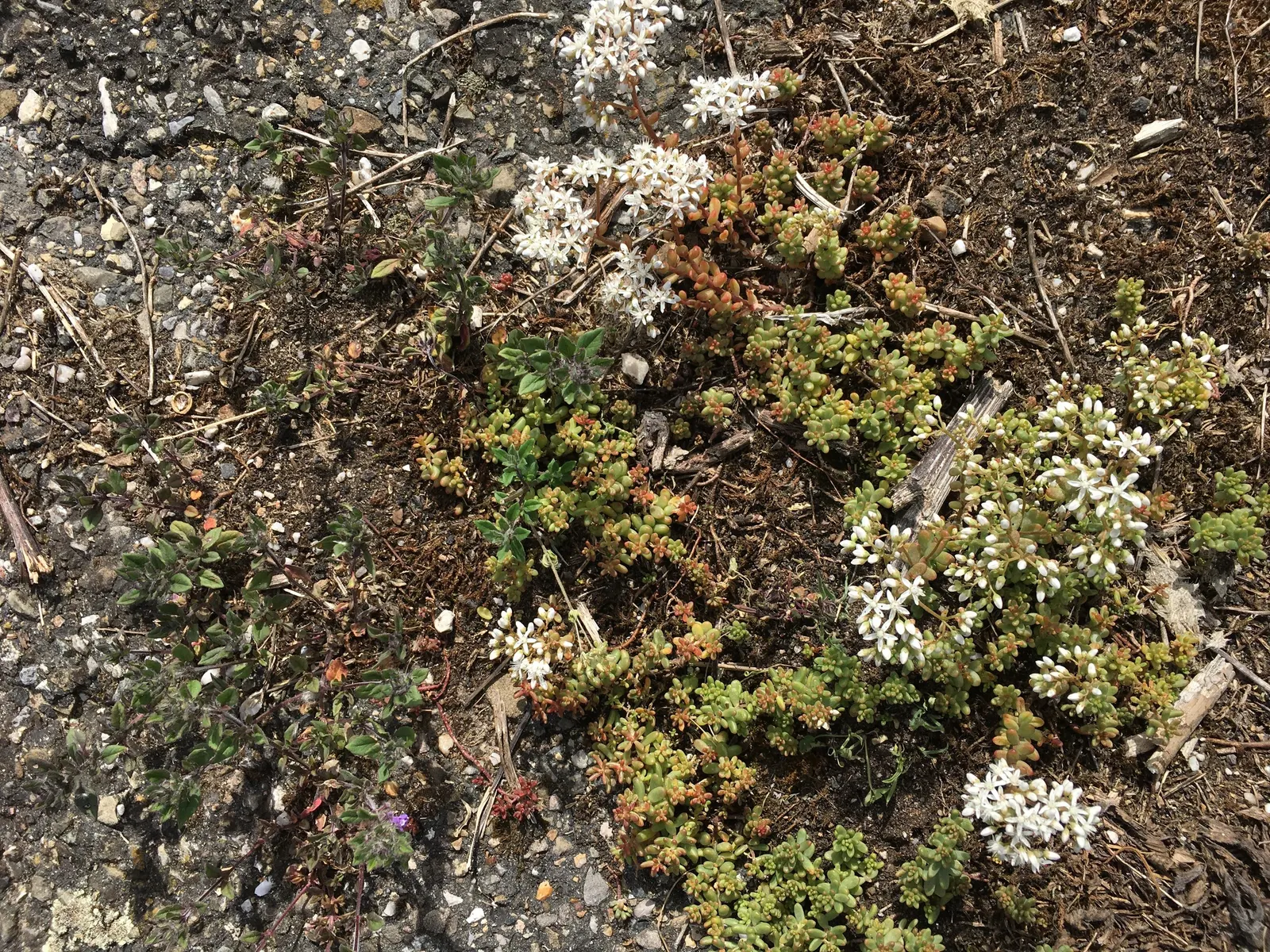 Carpet Stonecrop (Sedum Album) — This succulent plant is valued for its water-conserving capabilities; carpet Stonecrop (Sedum album) is a, image 60