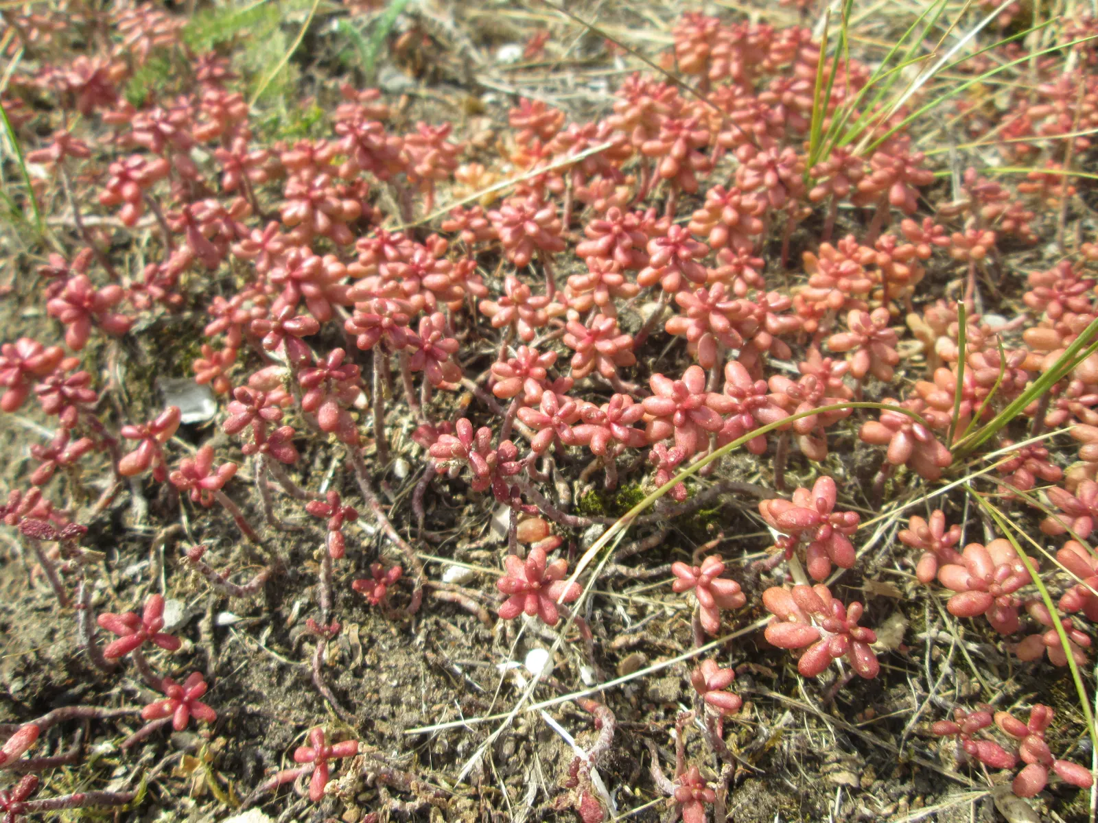Carpet Stonecrop (Sedum Album) — it's drought-tolerant once established; ground cover / perennial with pink and purple and red blooms