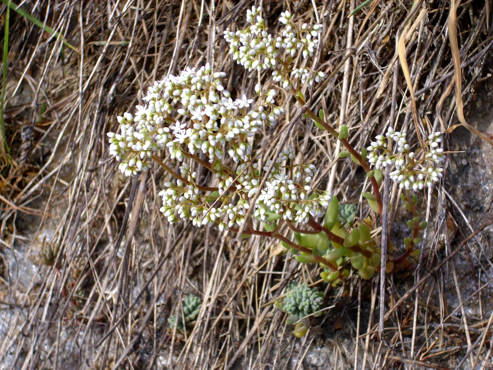 Carpet Stonecrop (Sedum Album) — white flowers from late spring to mid-summer