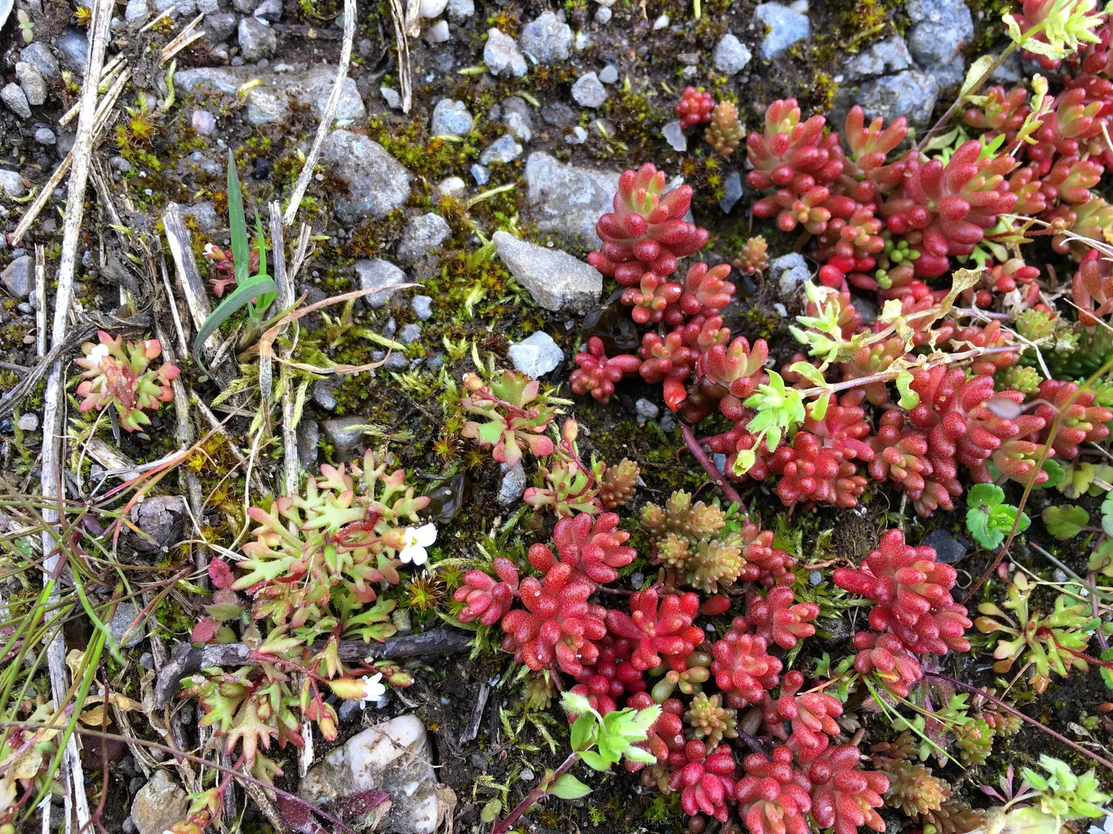 Carpet Stonecrop (Sedum Album) — Its USDA hardiness zones range from 4 to 8, catering to a variety of climatic regions; pink and purple and red flowers in the