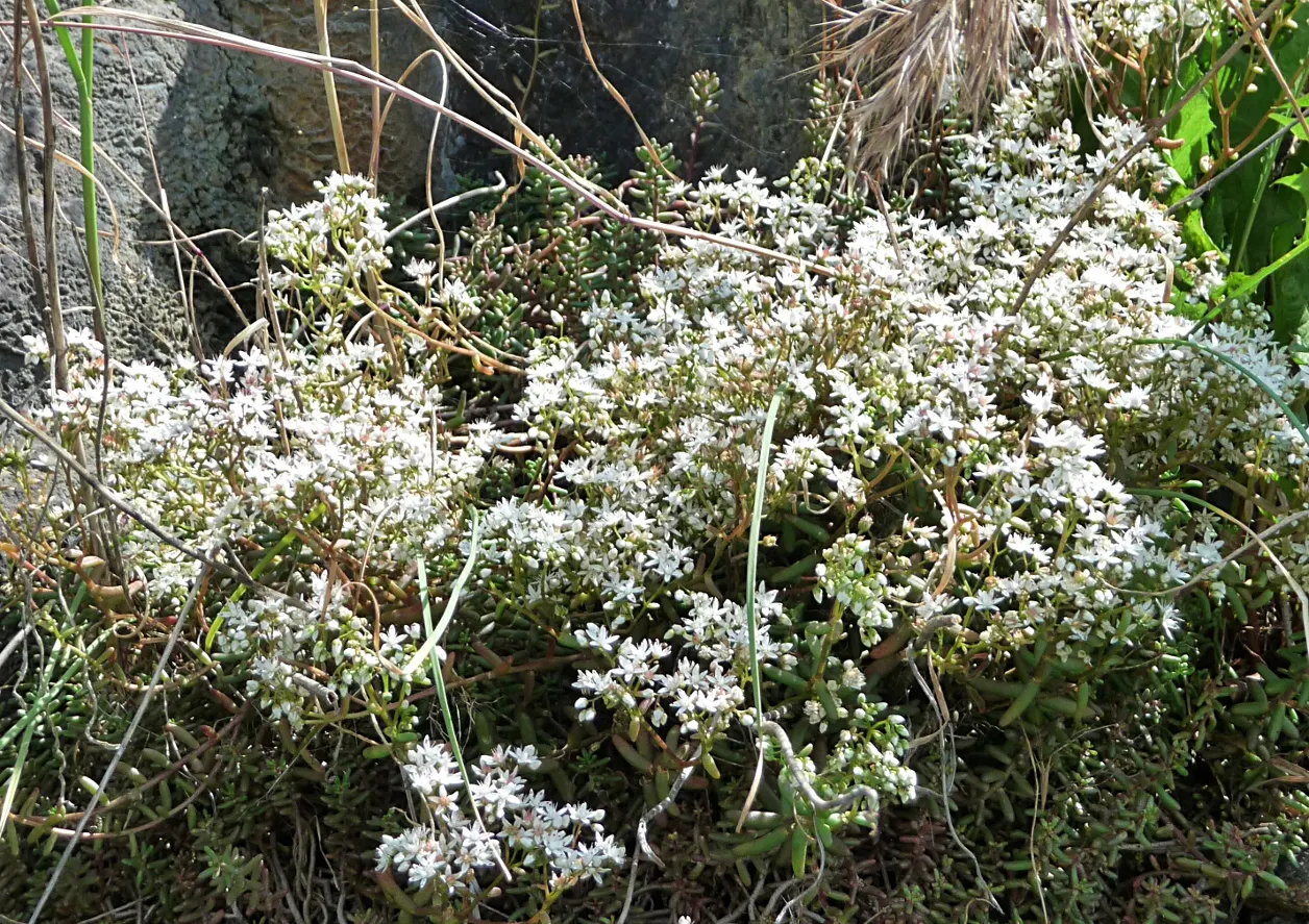 Carpet Stonecrop (Sedum Album) — effectively suppressing weeds and reducing soil moisture evaporation