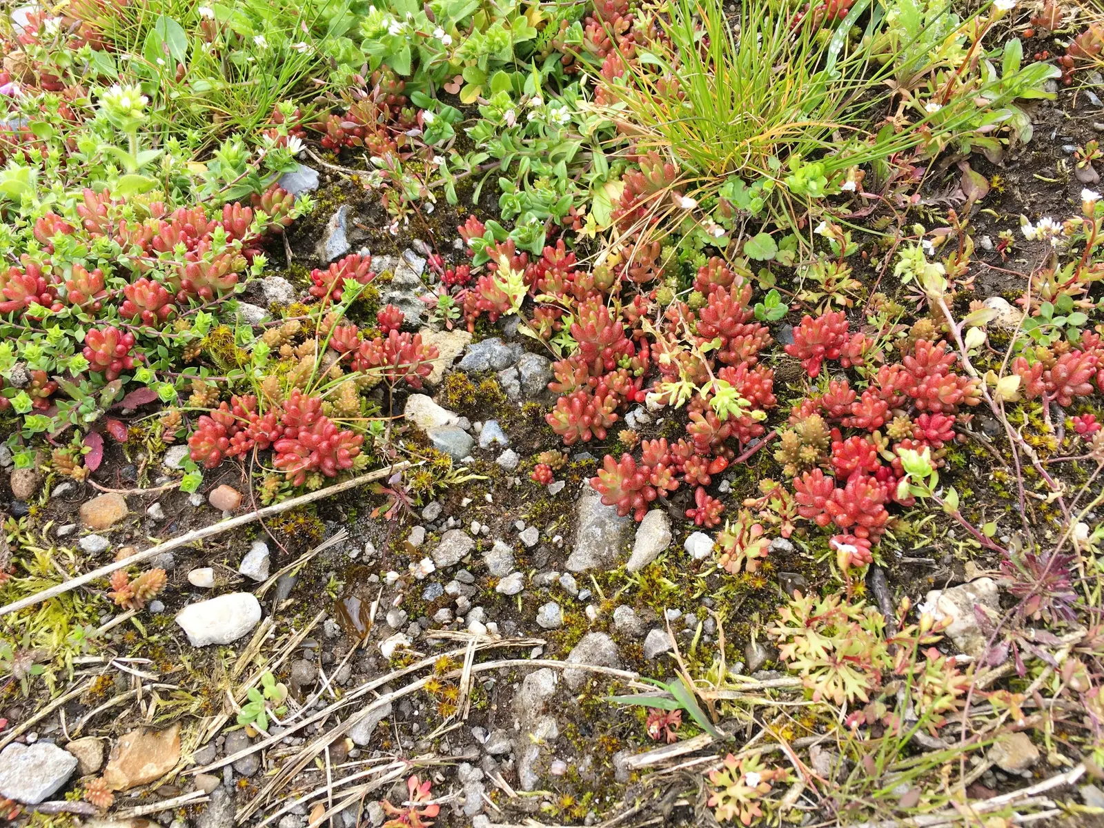 Carpet Stonecrop (Sedum Album) — Its plump, white to pale green leaves form dense, spreading mats up to 4 inches tall and 24 inches wide; in the, image 54