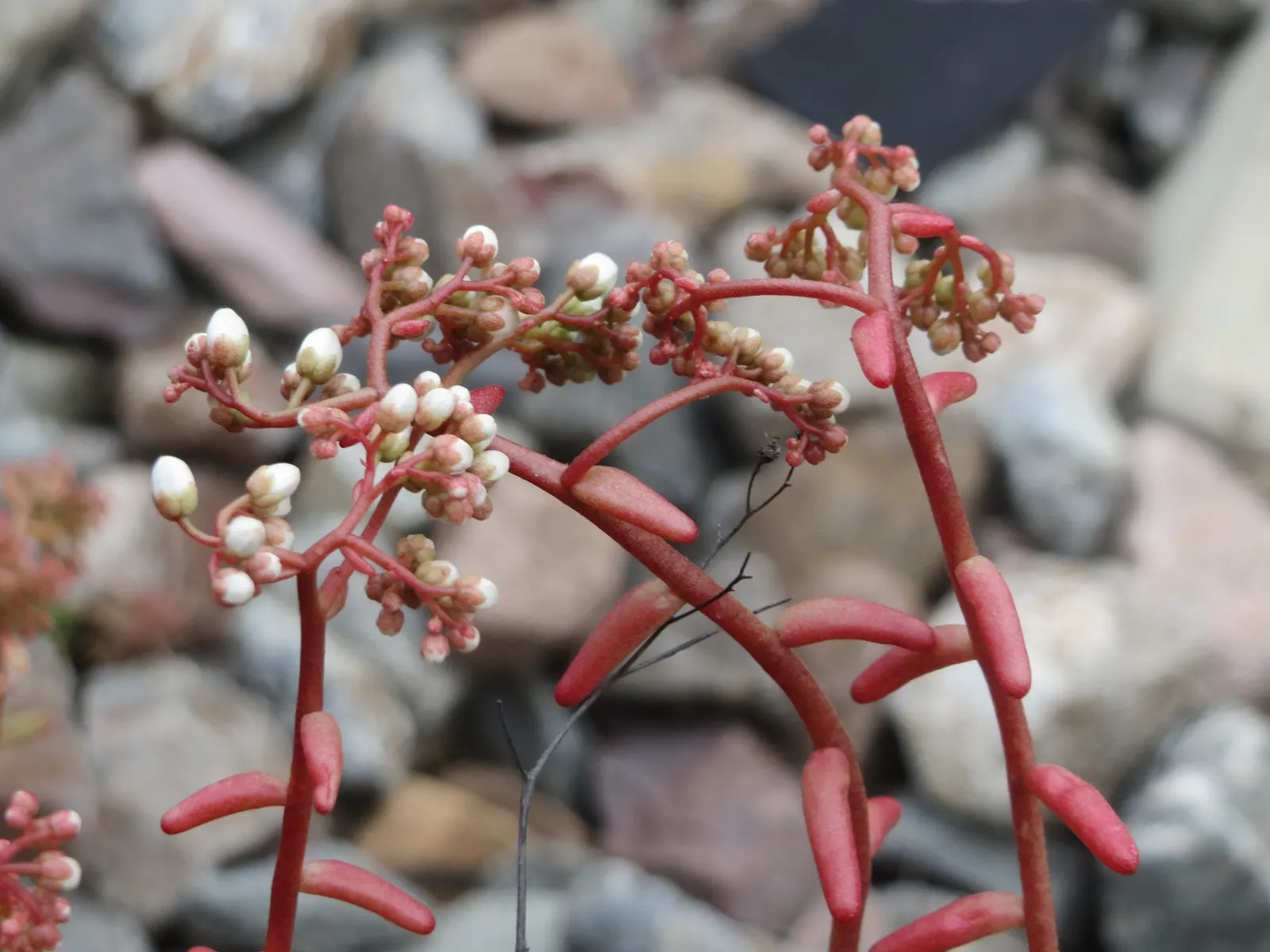 Carpet Stonecrop (Sedum Album) — pink and purple and red flowers in the garden
