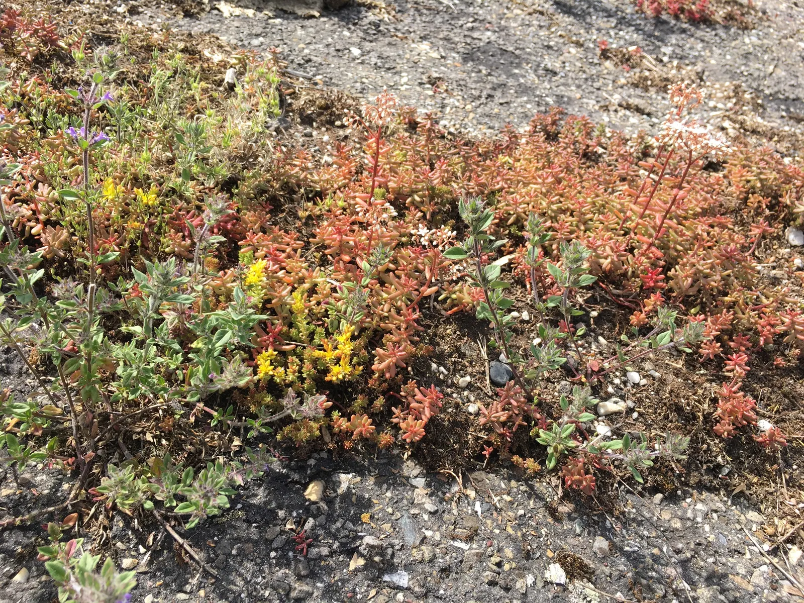 Carpet Stonecrop (Sedum Album) — as an accent in containers; ground cover / perennial for full or half