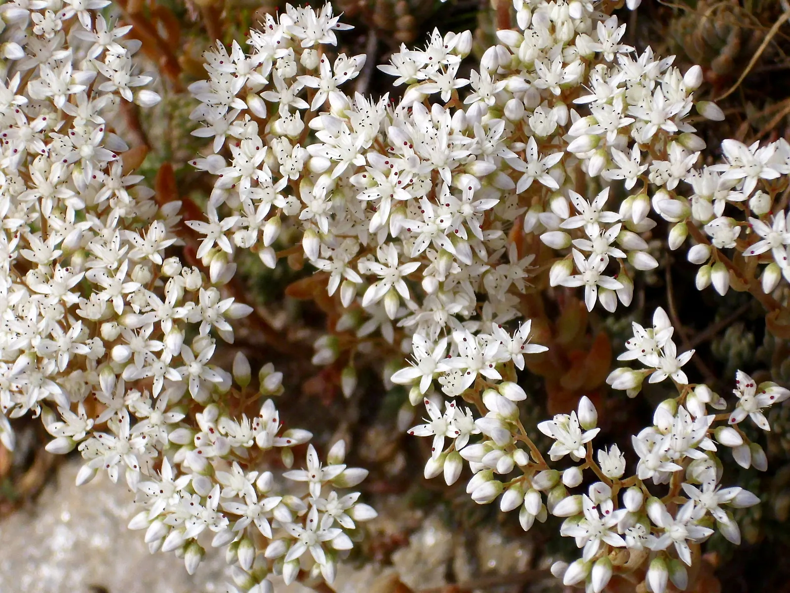 Carpet Stonecrop (Sedum Album) — Carpet Stonecrop (Sedum album) is a low-growing, evergreen perennial succulent, thriving in USDA zones 4-9
