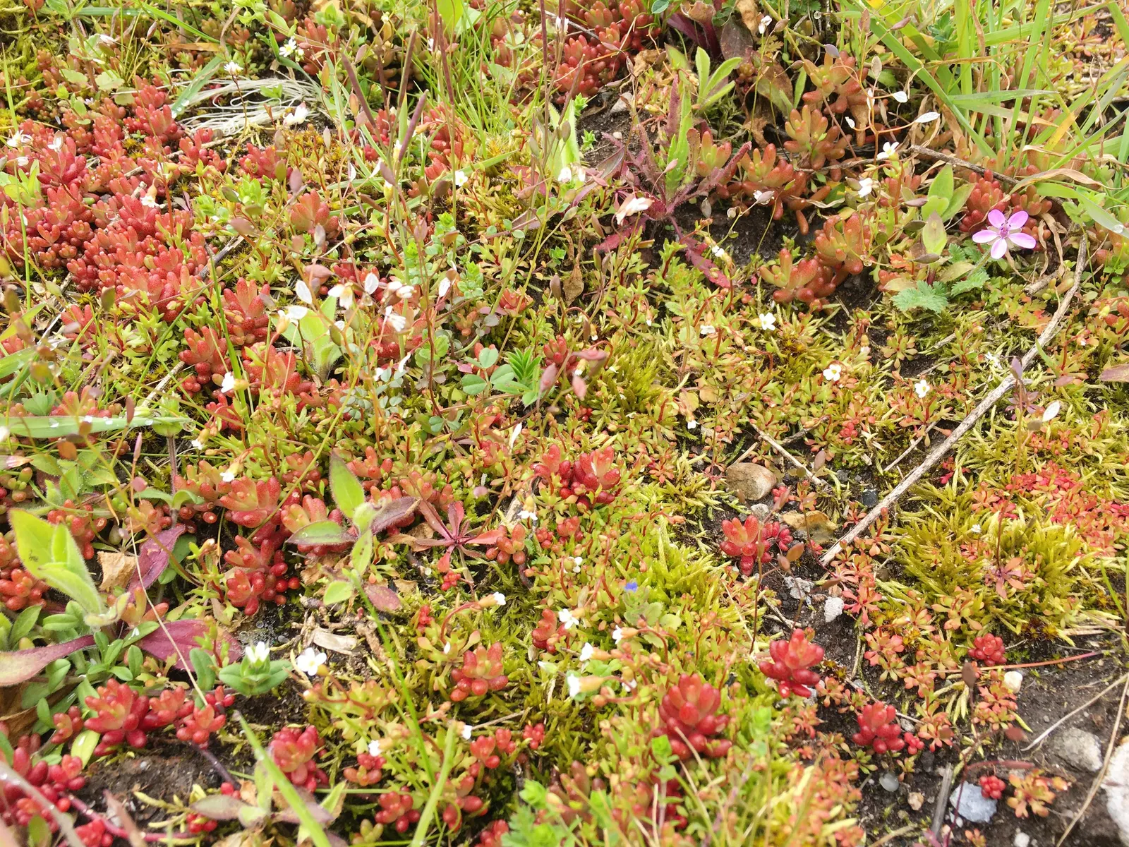Carpet Stonecrop (Sedum Album) — as an accent in containers; ground cover / perennial for full or half, image 71