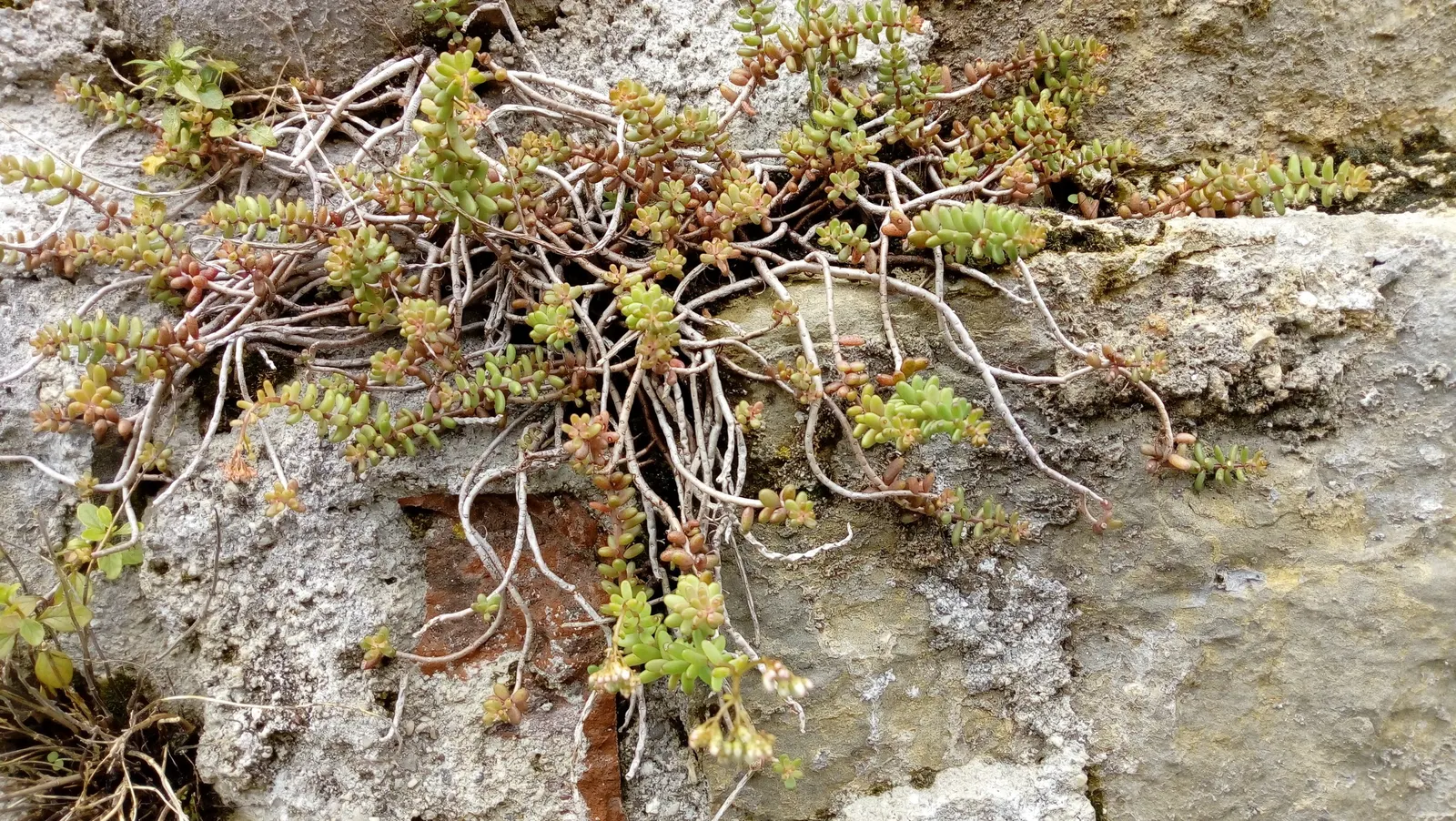 Carpet Stonecrop (Sedum Album) — providing an elegant effect with minimal effort; its plump, white to pale green leaves form dense, spreading mats, image 75