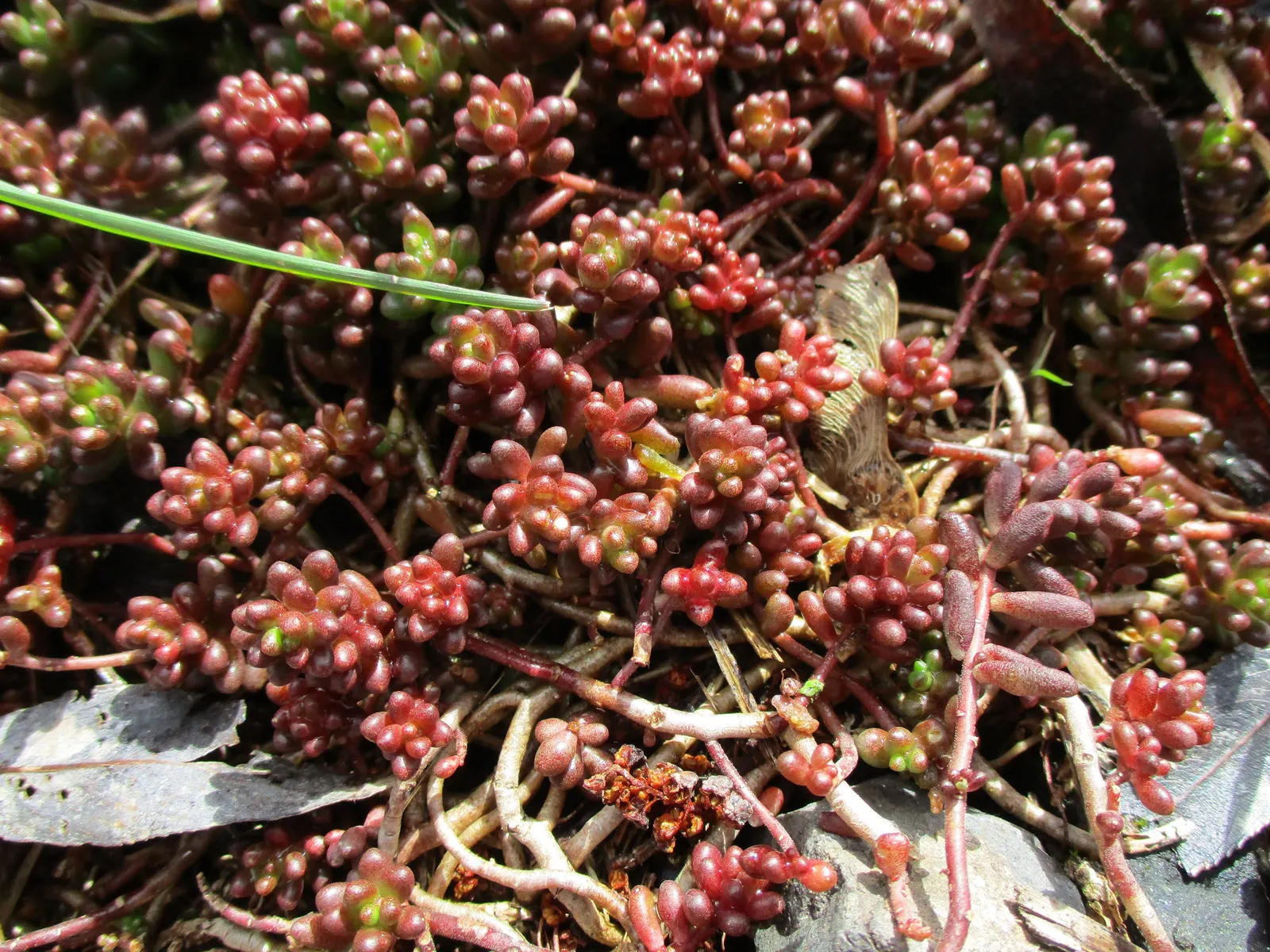Carpet Stonecrop (Sedum Album) — although it can adapt to most soil types excluding wet soils