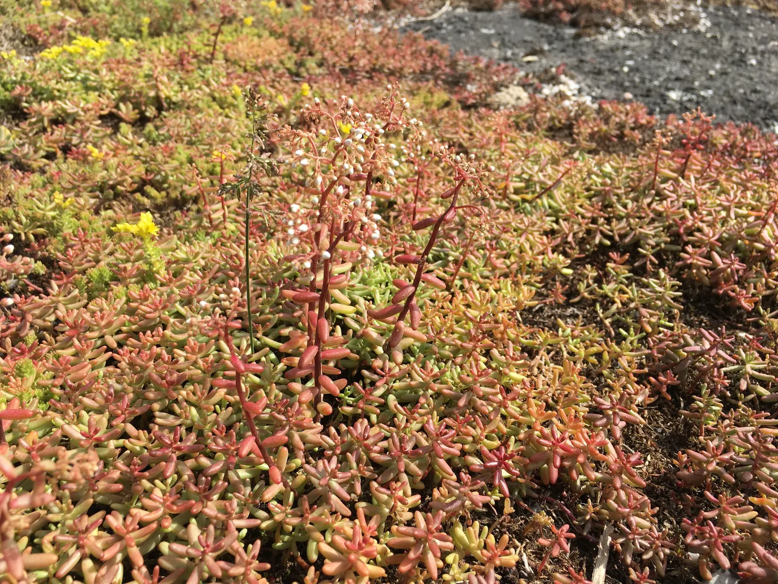 Carpet Stonecrop (Sedum Album) — Carpet Stonecrop can be used for edging