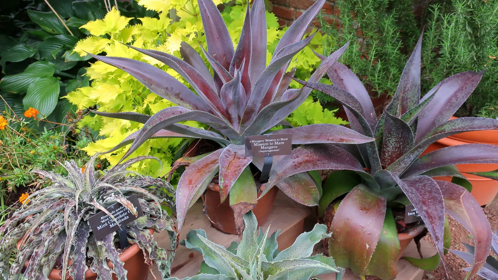 Cherry Chocolate Chip Manfreda (Manfreda Undulata 'Cherry Chocolate Chip') — unfurling up to 18 inches wide