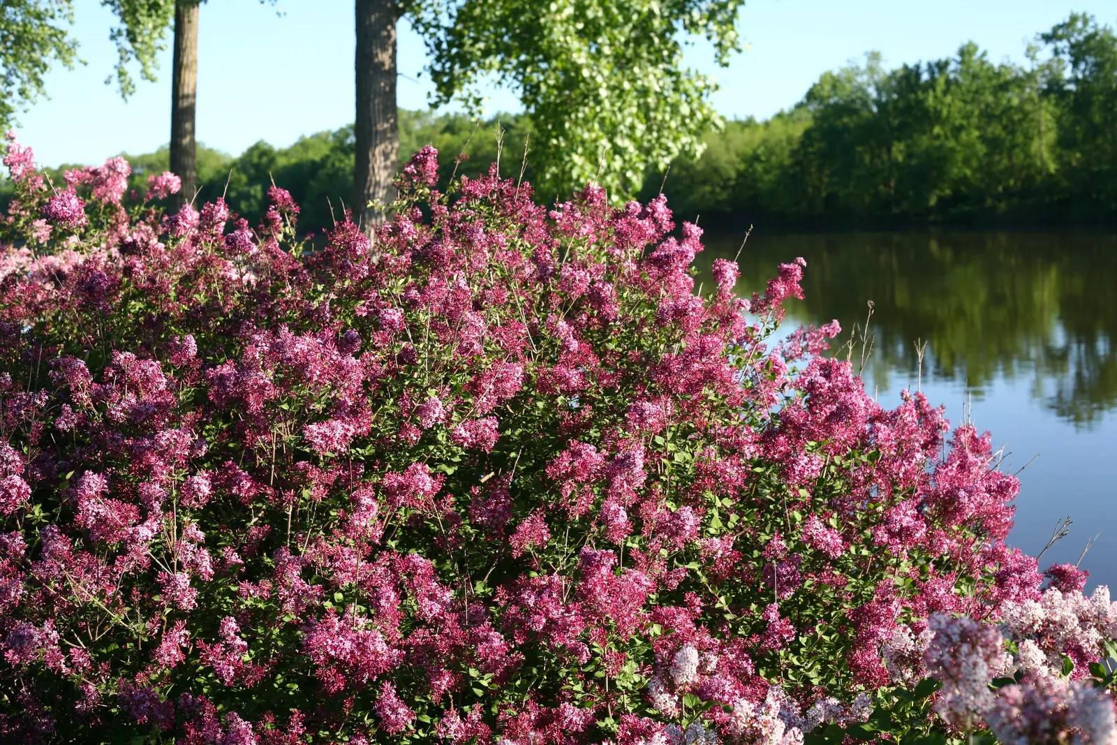 Dark Purple Reblooming Lilac (Syringa x) — The Syringa x 'Dark Purple' is a reblooming lilac with dark purple buds